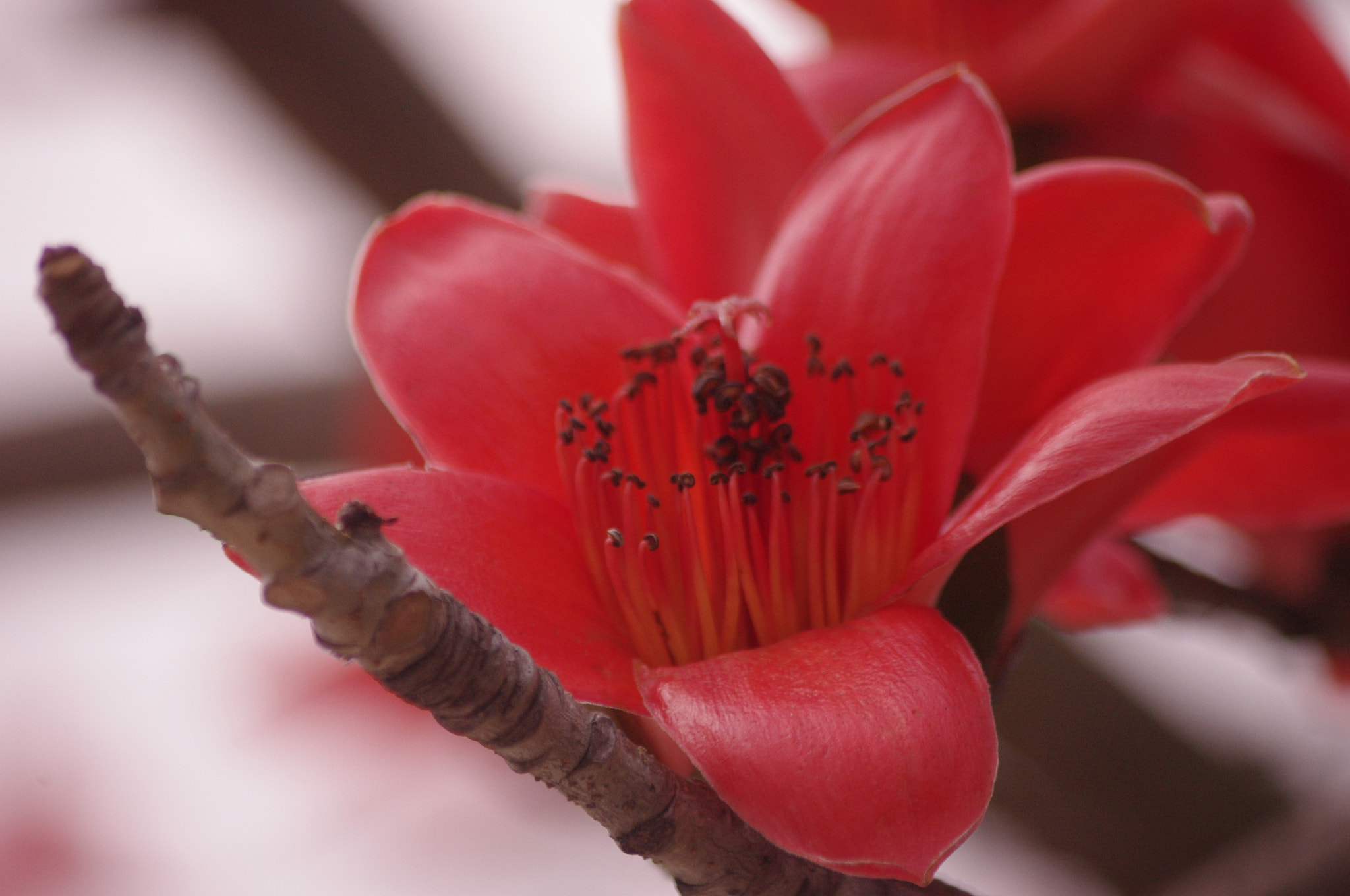 Pentax smc DA 55-300mm F4.0-5.8 ED sample photo