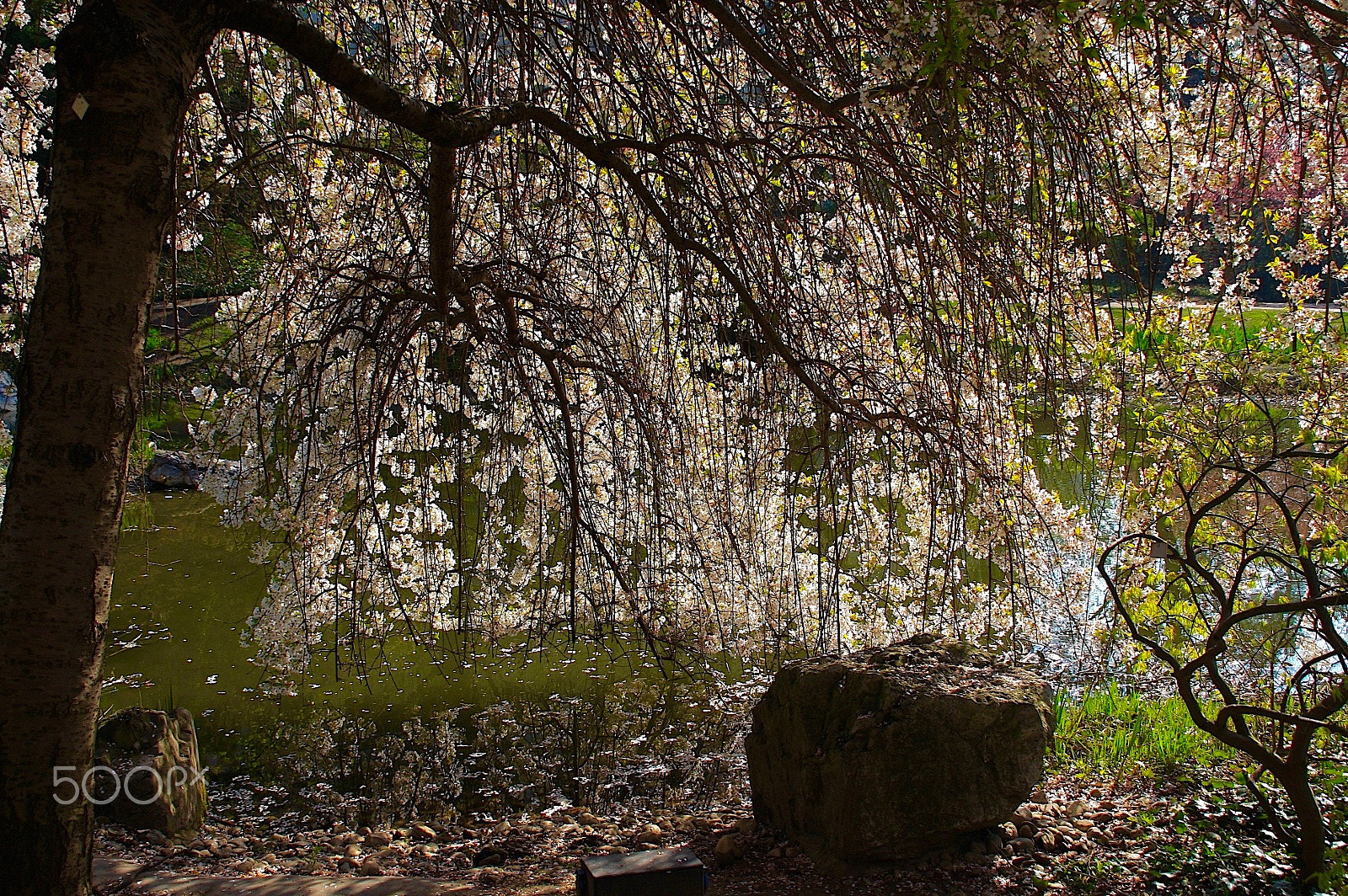 Canon EOS 40D sample photo. Springtime photography