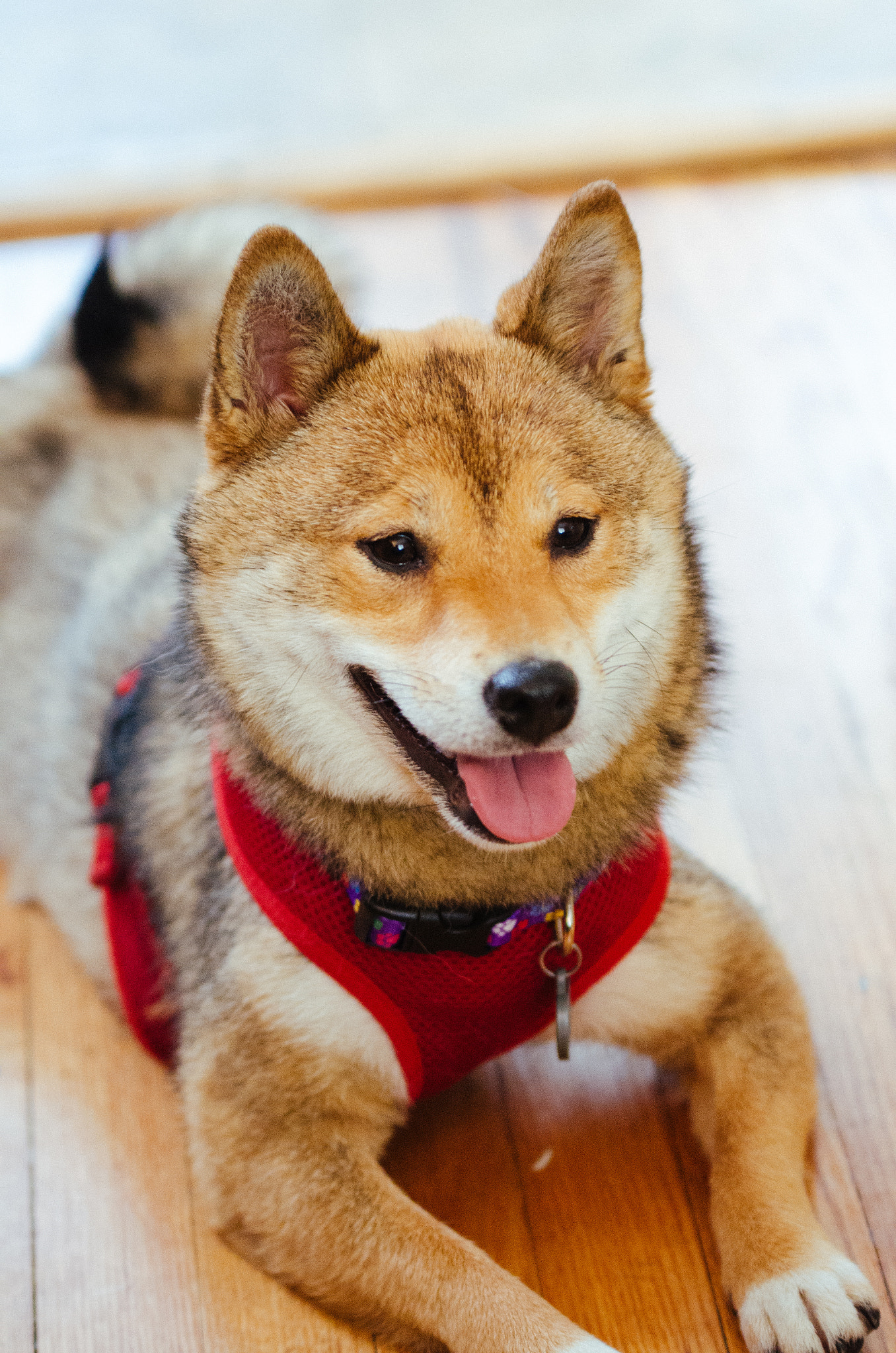 Sigma 70-200mm F2.8 EX DG OS HSM sample photo. A shiba inu puppy photography