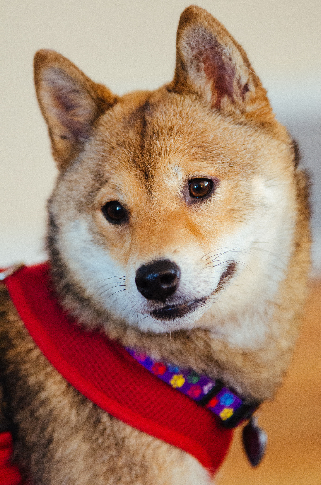 Sigma 70-200mm F2.8 EX DG OS HSM sample photo. A shiba inu puppy photography
