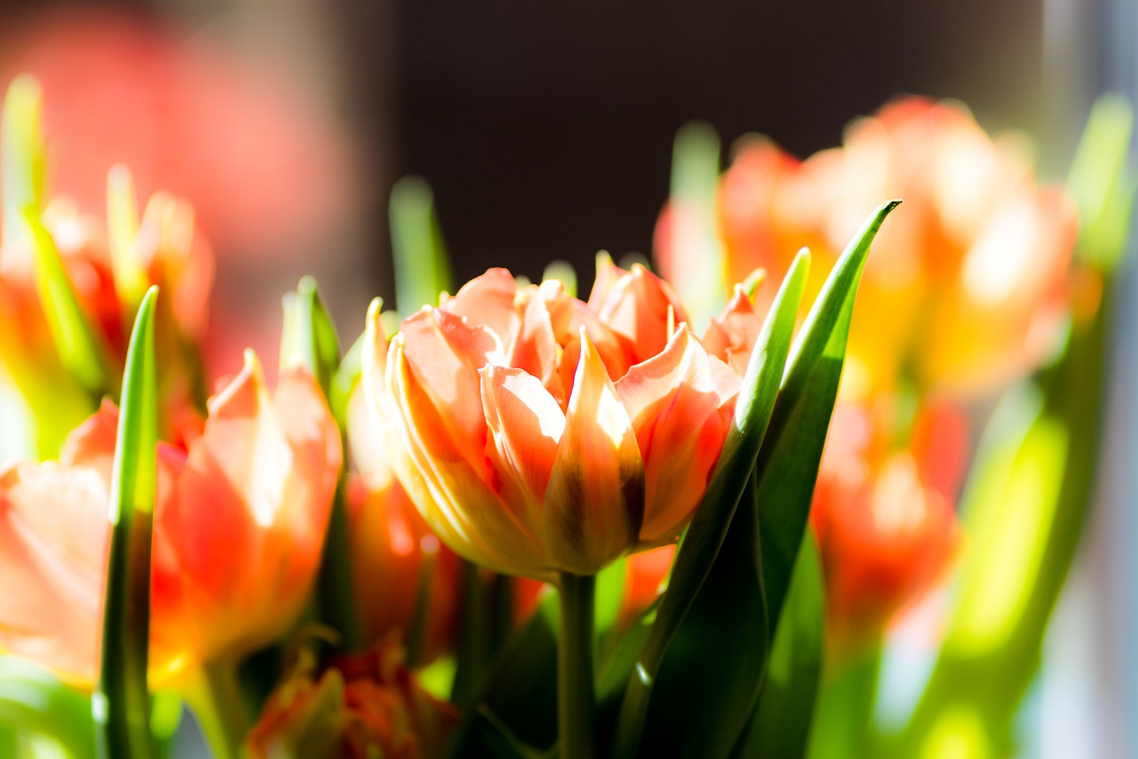 Canon EOS 7D Mark II sample photo. Tulips indoor photography