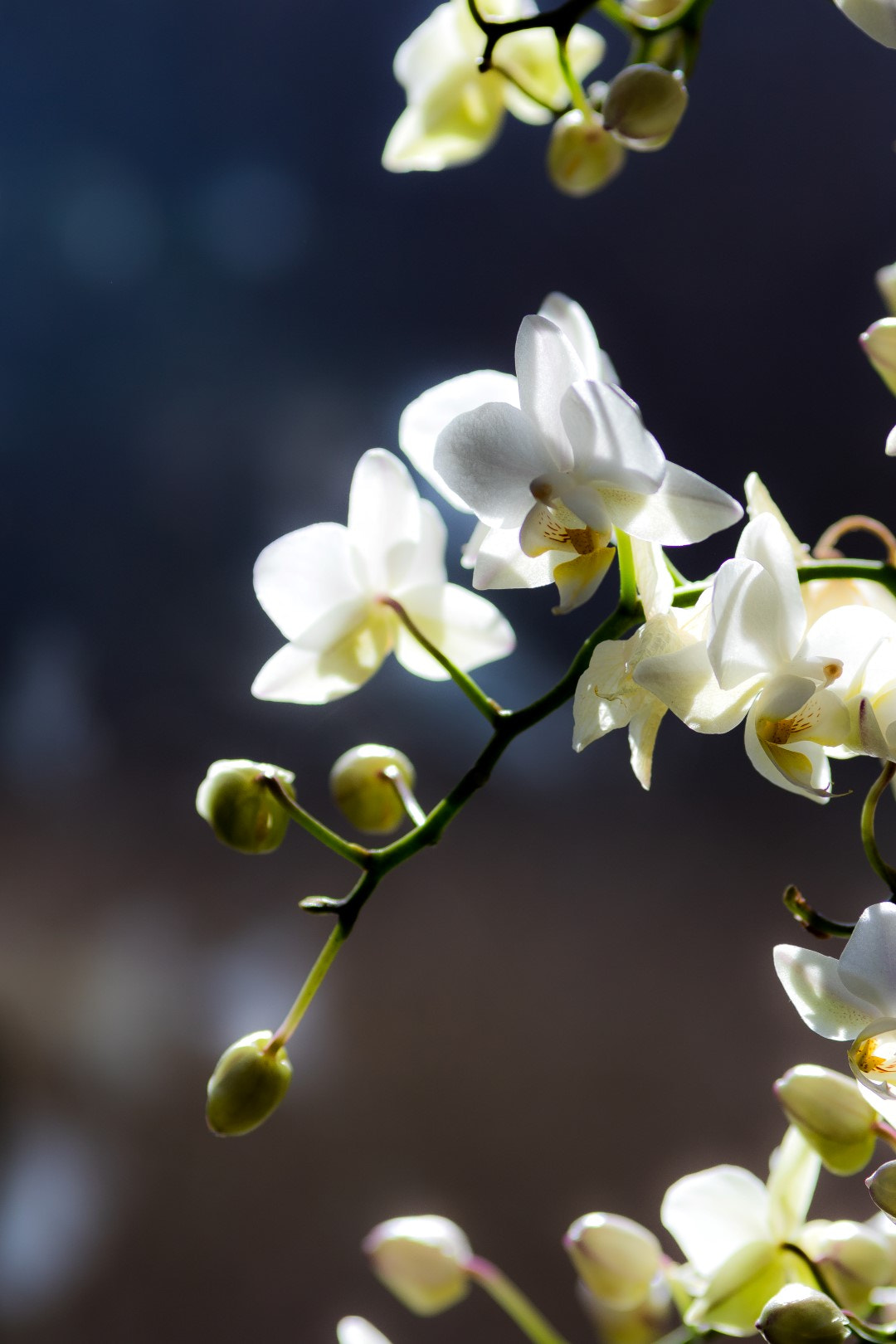 Canon EOS 7D Mark II + Canon EF 200mm F2.8L II USM sample photo. Phalenopsis white photography