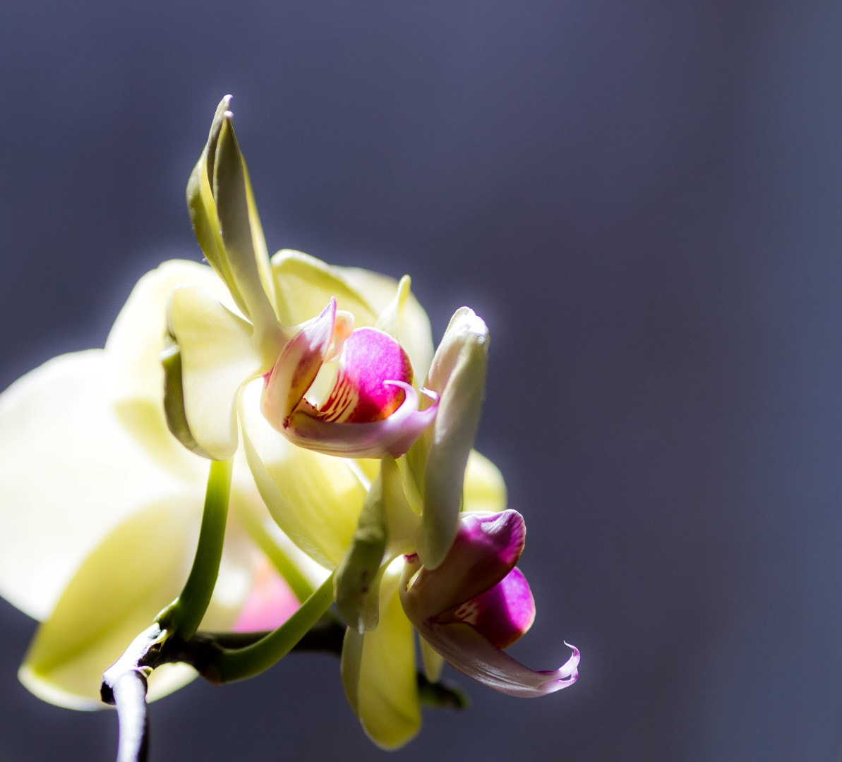 Canon EOS 7D Mark II + Canon EF 200mm F2.8L II USM sample photo. Phalenopsis yellow photography