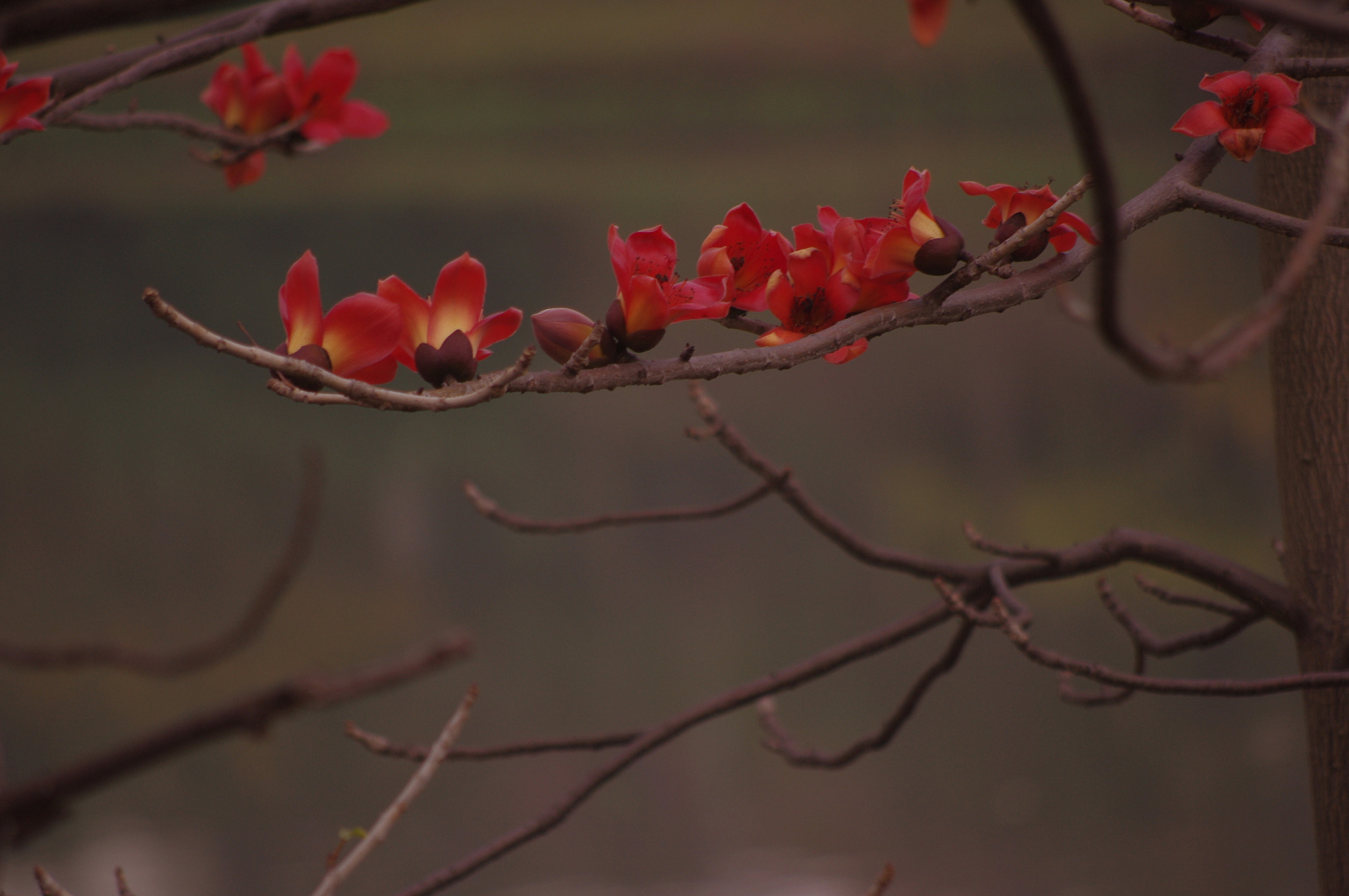 Pentax smc DA 55-300mm F4.0-5.8 ED sample photo