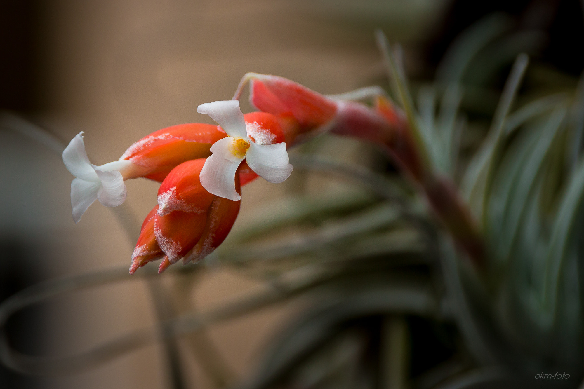 Sigma 18-250mm F3.5-6.3 DC OS HSM sample photo. Kaktusblume photography