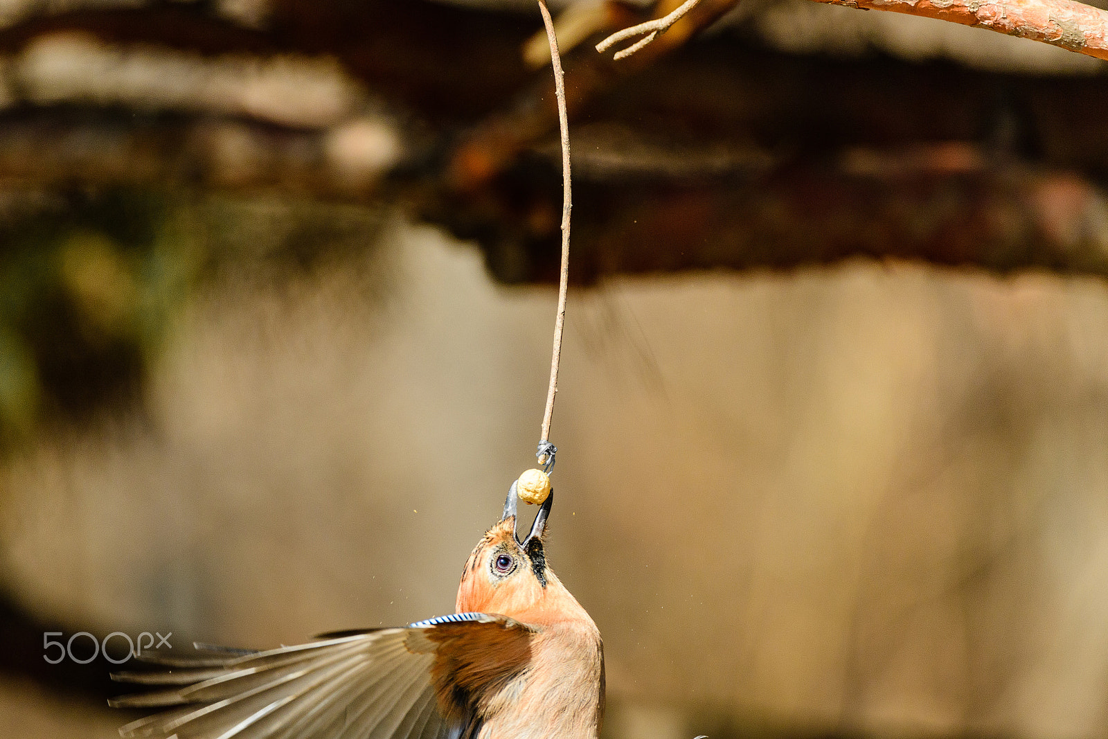 Nikon AF-S Nikkor 200-400mm F4G ED VR II sample photo. Bird fishing photography