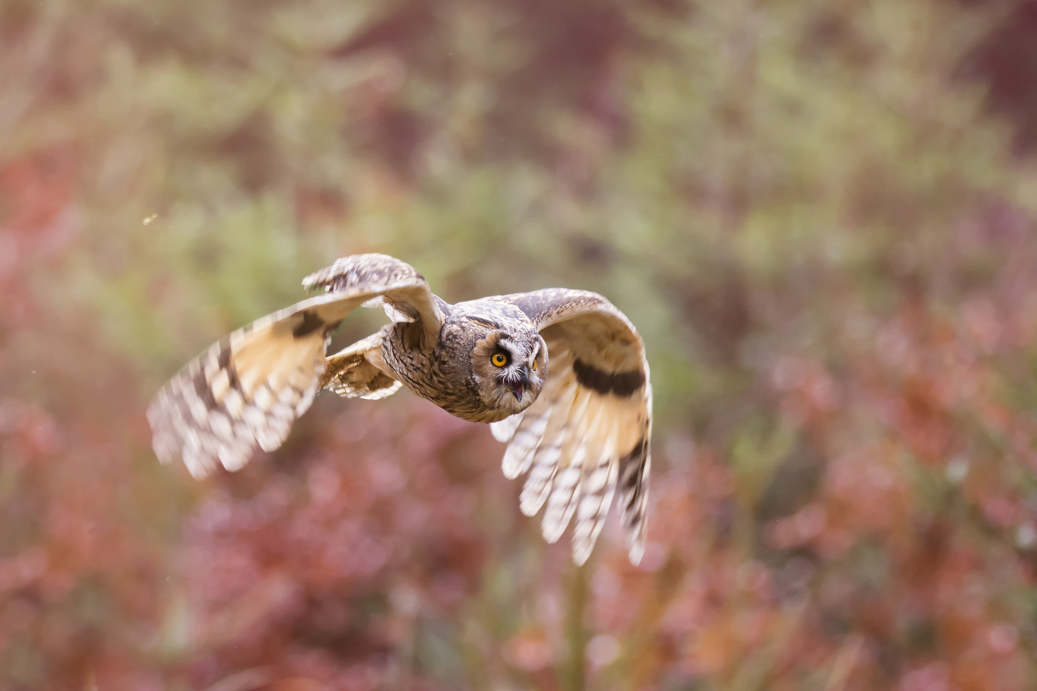 Sigma 150-600mm F5-6.3 DG OS HSM | S sample photo. Long-eared owl (asio otus) photography