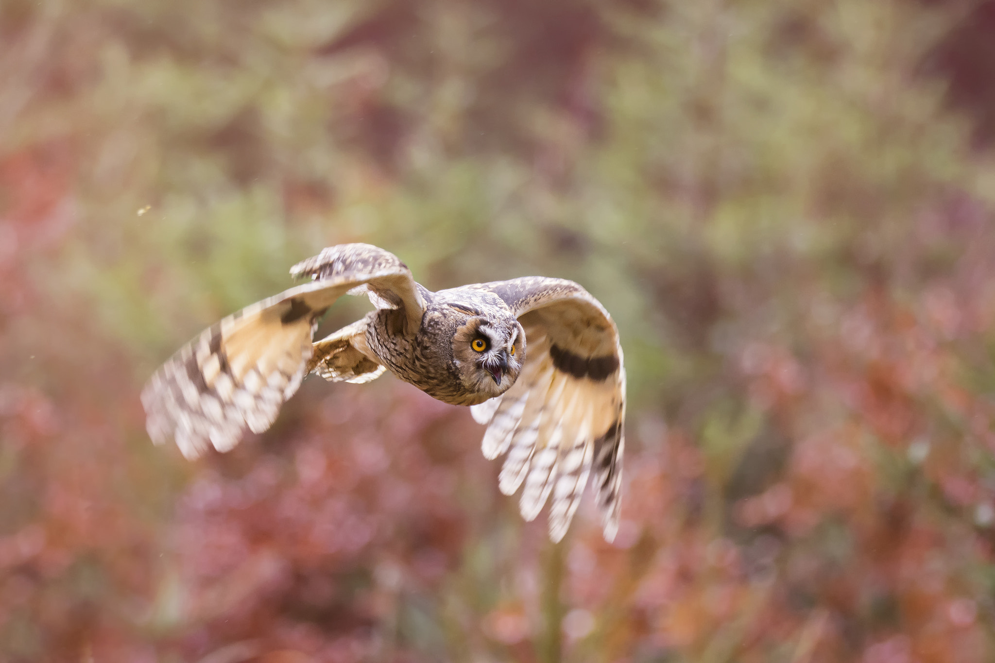 Nikon D7100 + Sigma 150-600mm F5-6.3 DG OS HSM | S sample photo. Long-eared owl (asio otus) photography