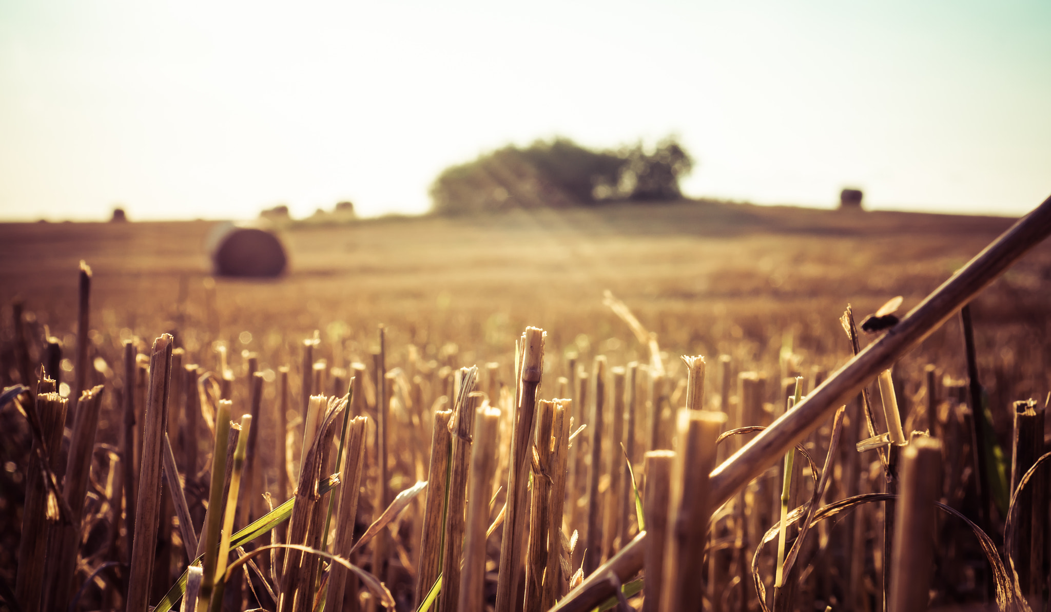 Sony Alpha NEX-6 + Sony E 35mm F1.8 OSS sample photo. Autumn field photography