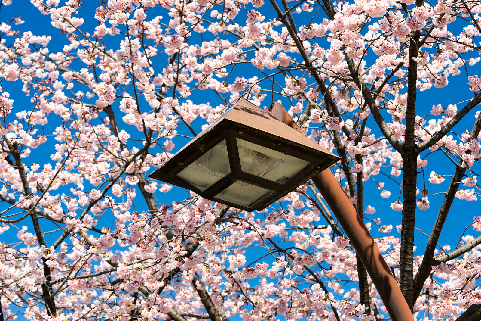 Sony a7 II + Sony FE 90mm F2.8 Macro G OSS sample photo. Dsc00728.arw photography
