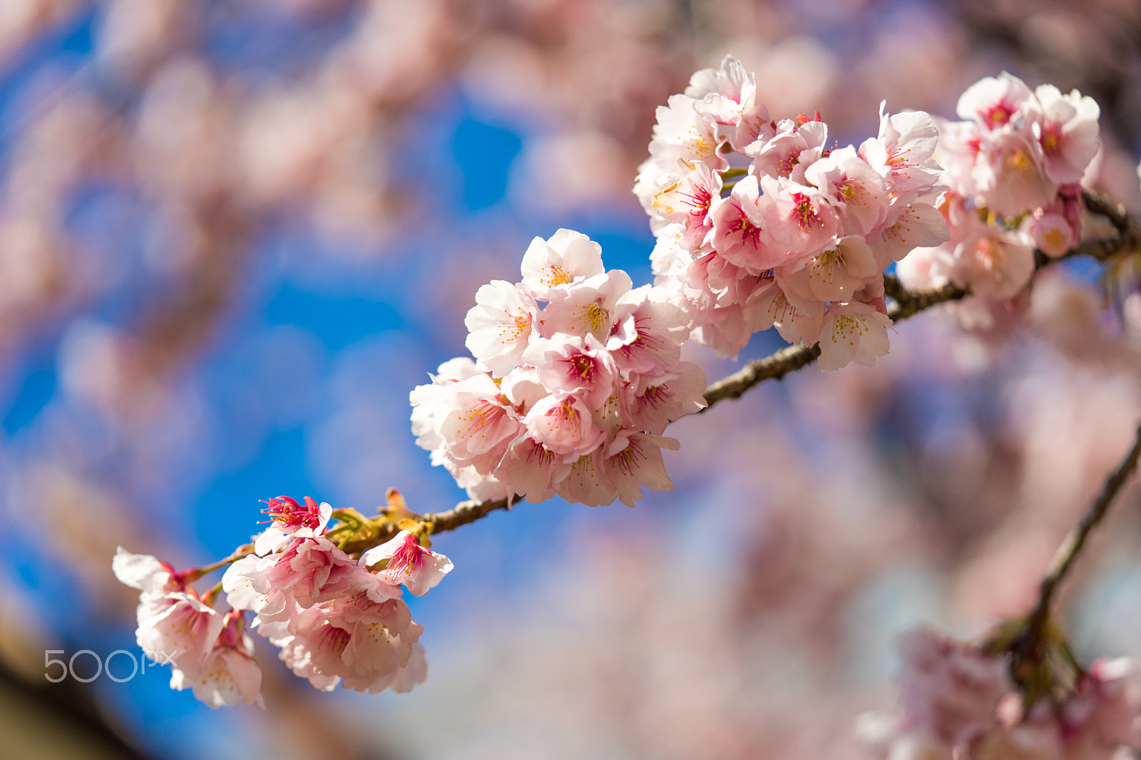 Sony a7 II + Sony FE 90mm F2.8 Macro G OSS sample photo. Dsc00731.arw photography