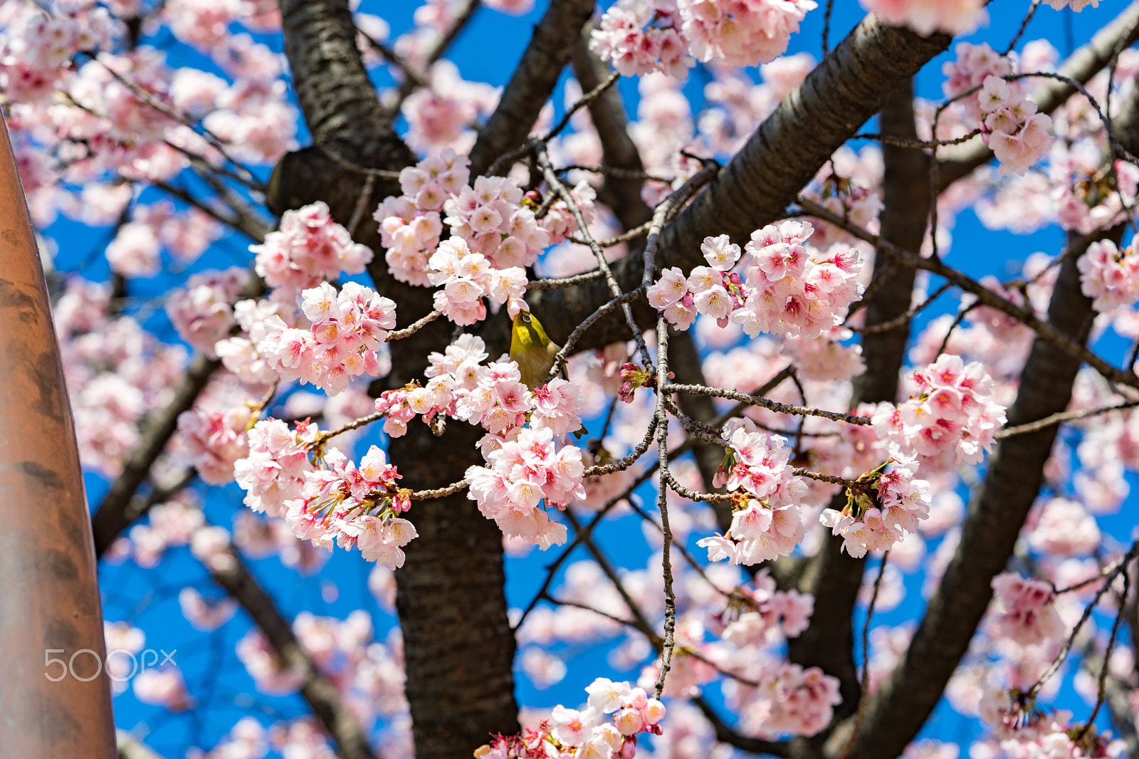 Sony a7 II + Sony FE 90mm F2.8 Macro G OSS sample photo. Dsc00735.arw photography