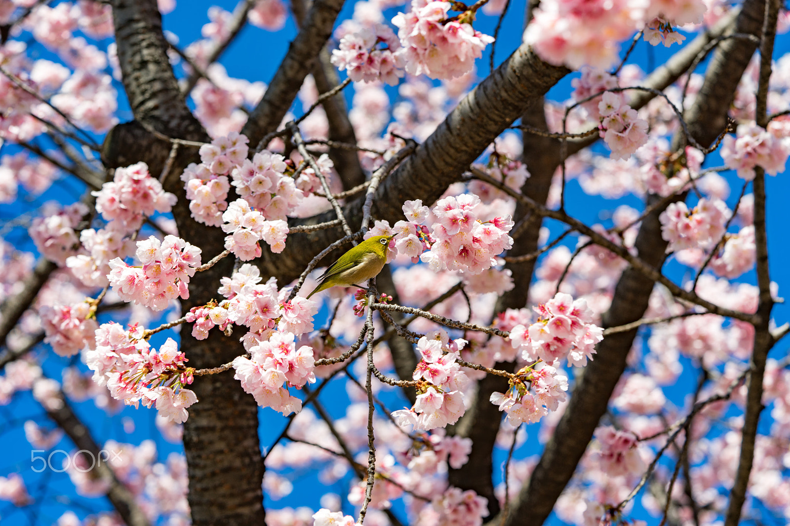 Sony a7 II + Sony FE 90mm F2.8 Macro G OSS sample photo. Dsc00737.arw photography