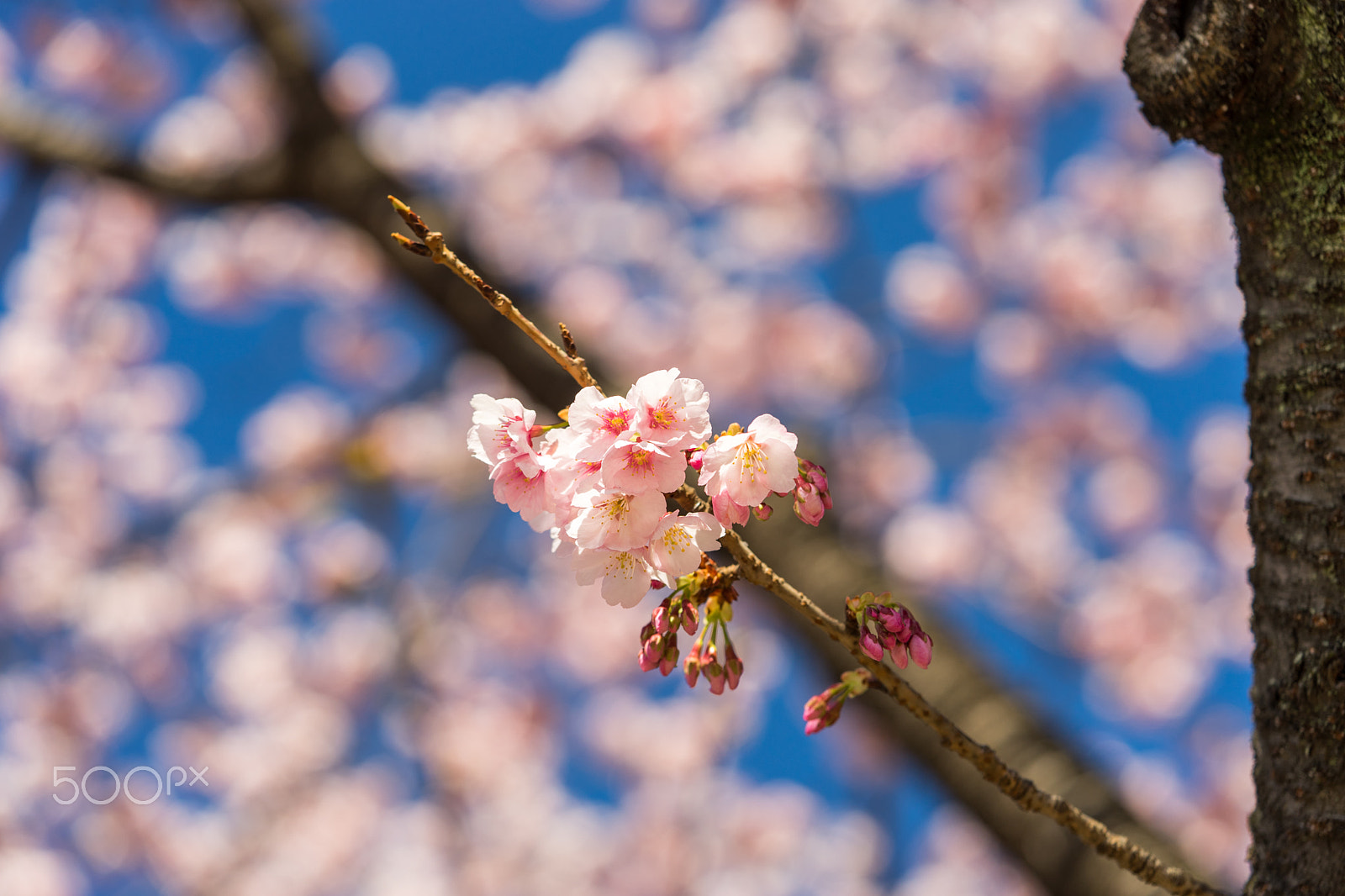 Sony a7 II + Sony FE 90mm F2.8 Macro G OSS sample photo. Dsc00752.arw photography