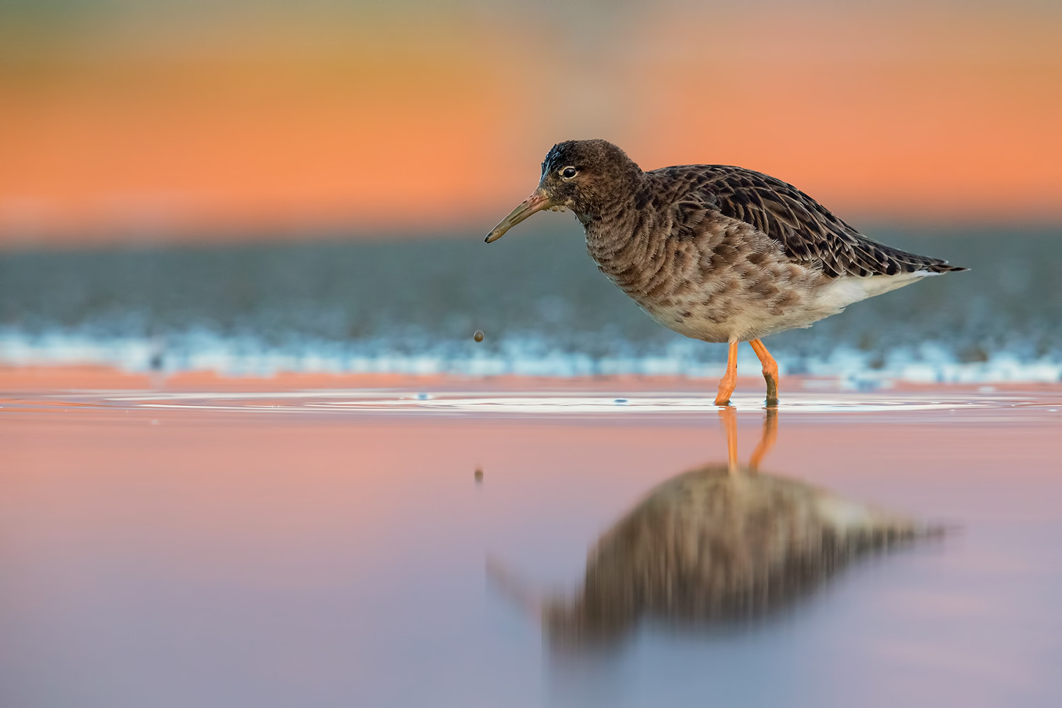 Canon EF 600mm F4L IS II USM sample photo. Ruff in colors photography