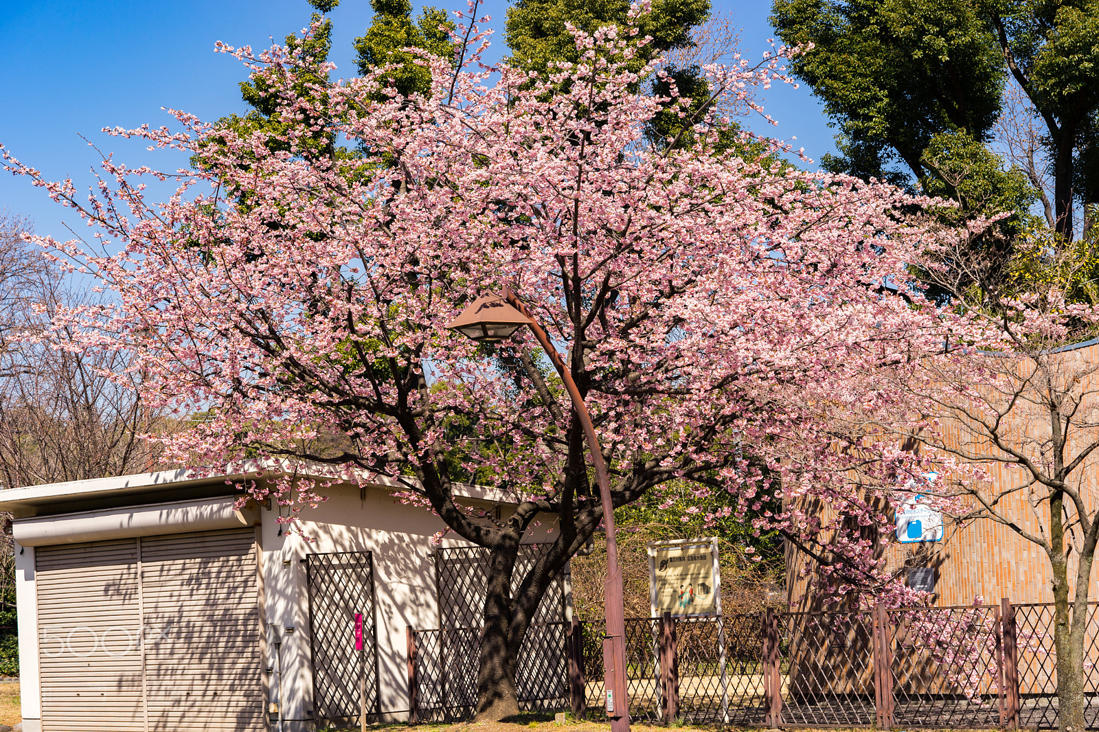 Sony a7 II + Sony FE 90mm F2.8 Macro G OSS sample photo. Dsc00759.arw photography