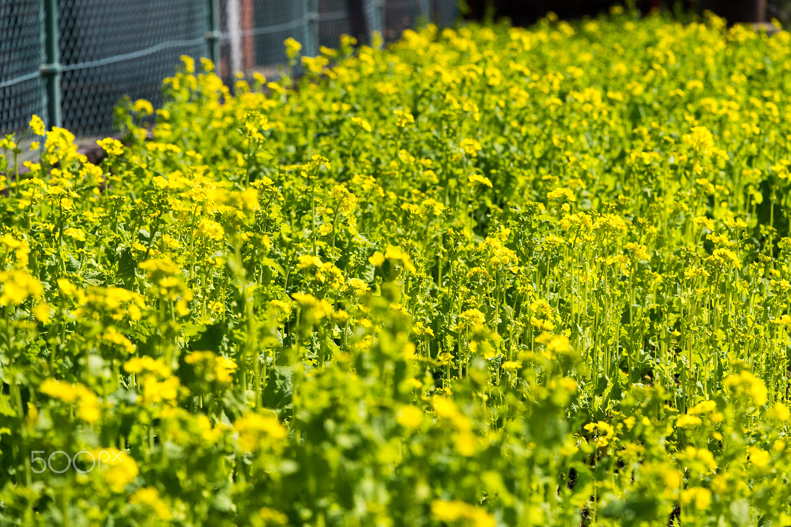 Sony a7 II + Sony FE 90mm F2.8 Macro G OSS sample photo. Dsc00768.arw photography