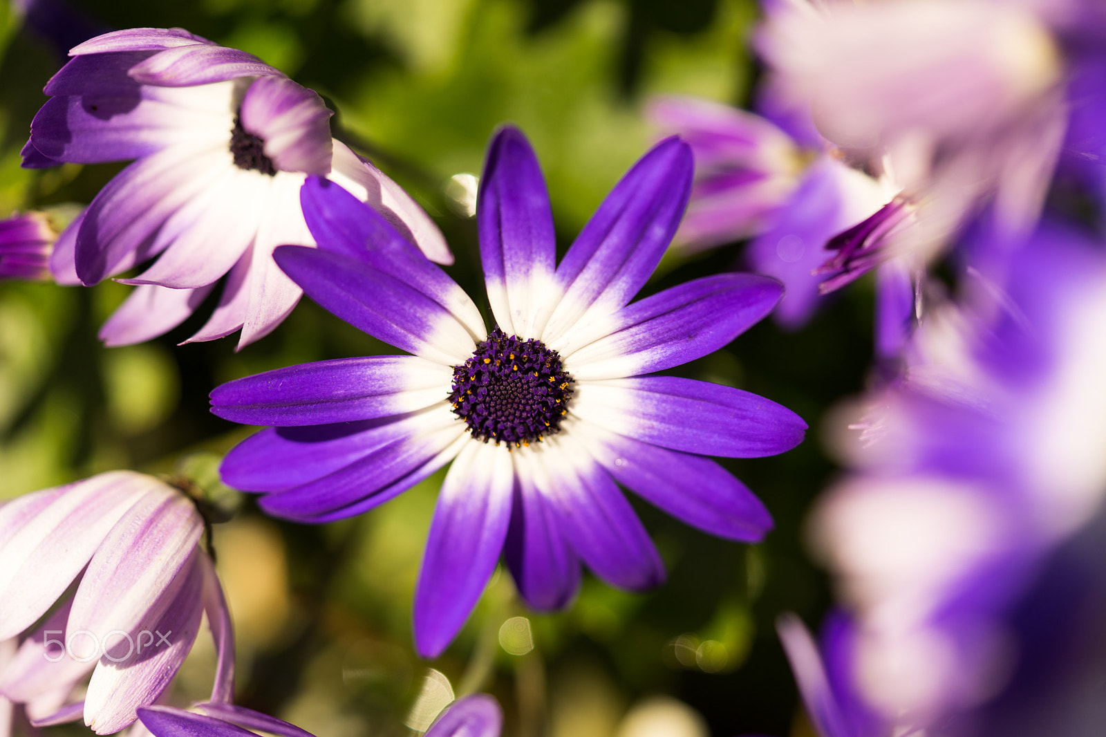 Sony a7 II + Sony FE 90mm F2.8 Macro G OSS sample photo. Dsc00797.arw photography