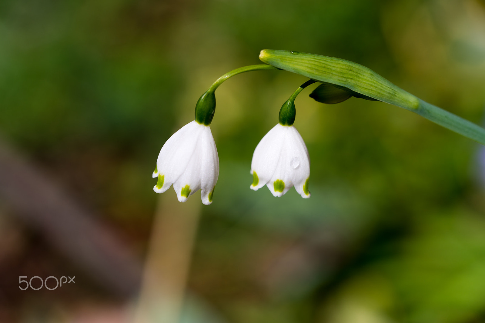 Sony a7 II + Sony FE 90mm F2.8 Macro G OSS sample photo. Dsc00803.arw photography