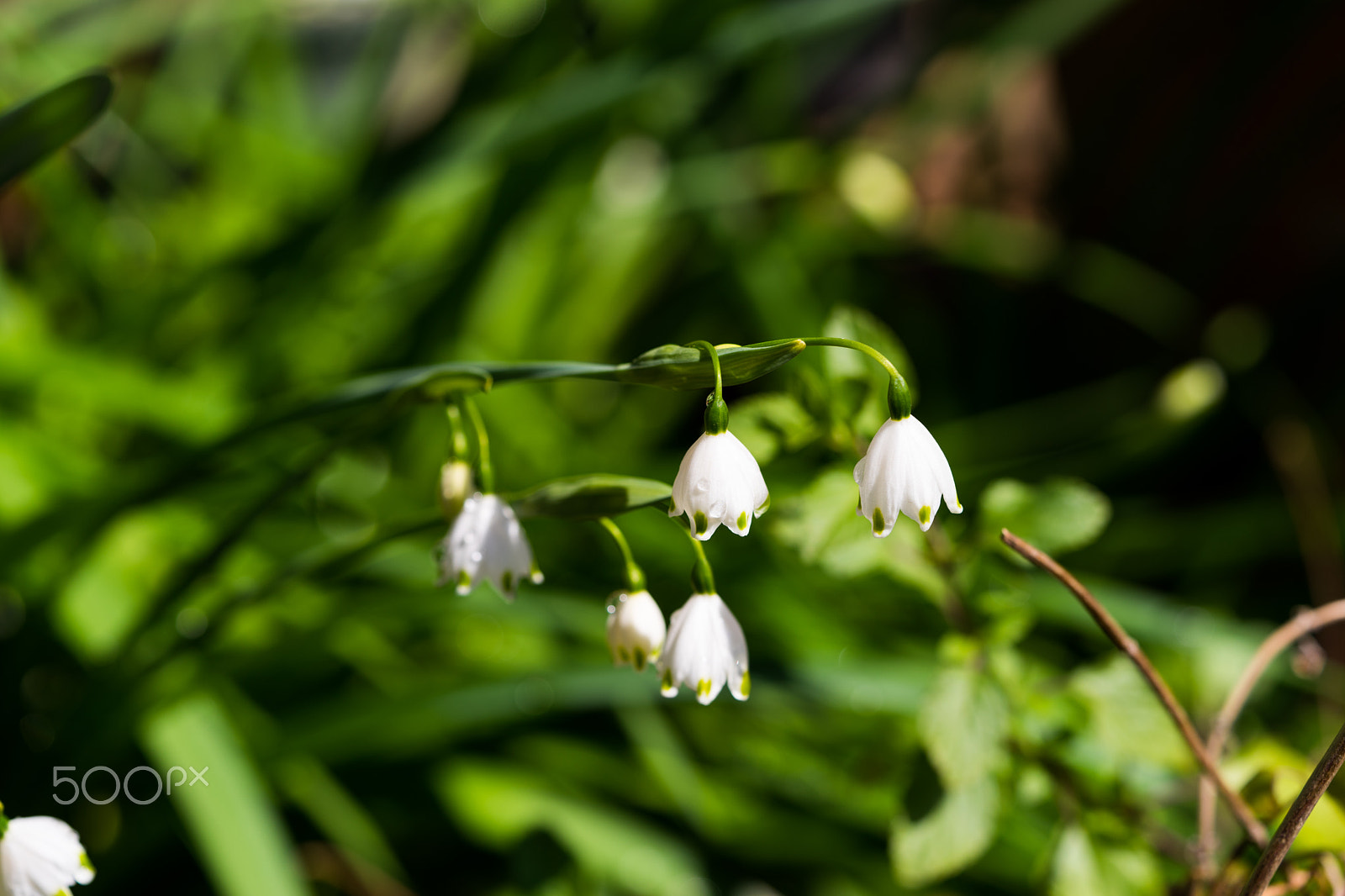 Sony a7 II + Sony FE 90mm F2.8 Macro G OSS sample photo. Dsc00808.arw photography