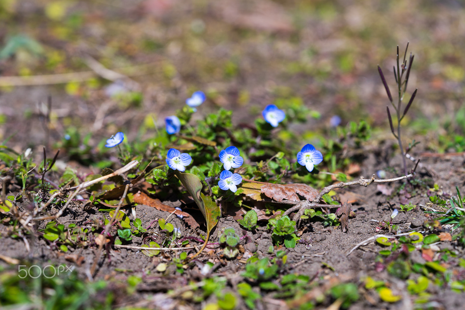 Sony a7 II + Sony FE 90mm F2.8 Macro G OSS sample photo. Dsc00829.arw photography