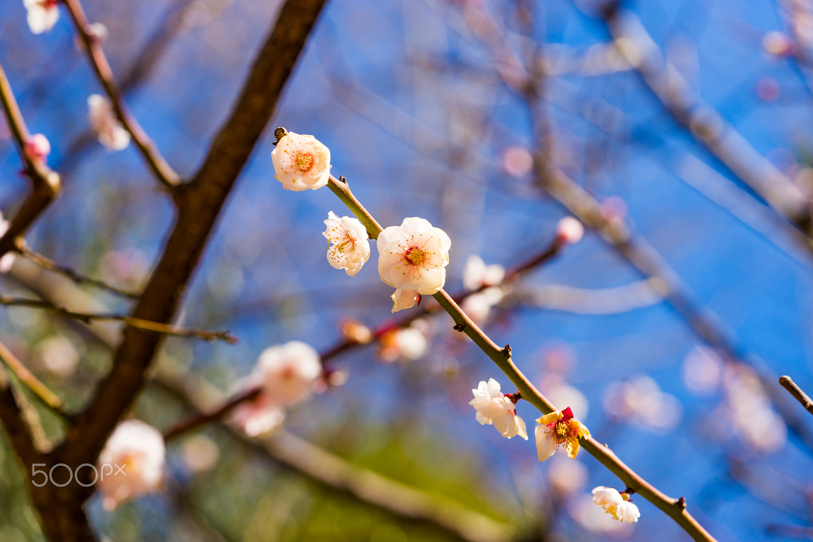 Sony a7 II + Sony FE 90mm F2.8 Macro G OSS sample photo. Dsc00830.arw photography