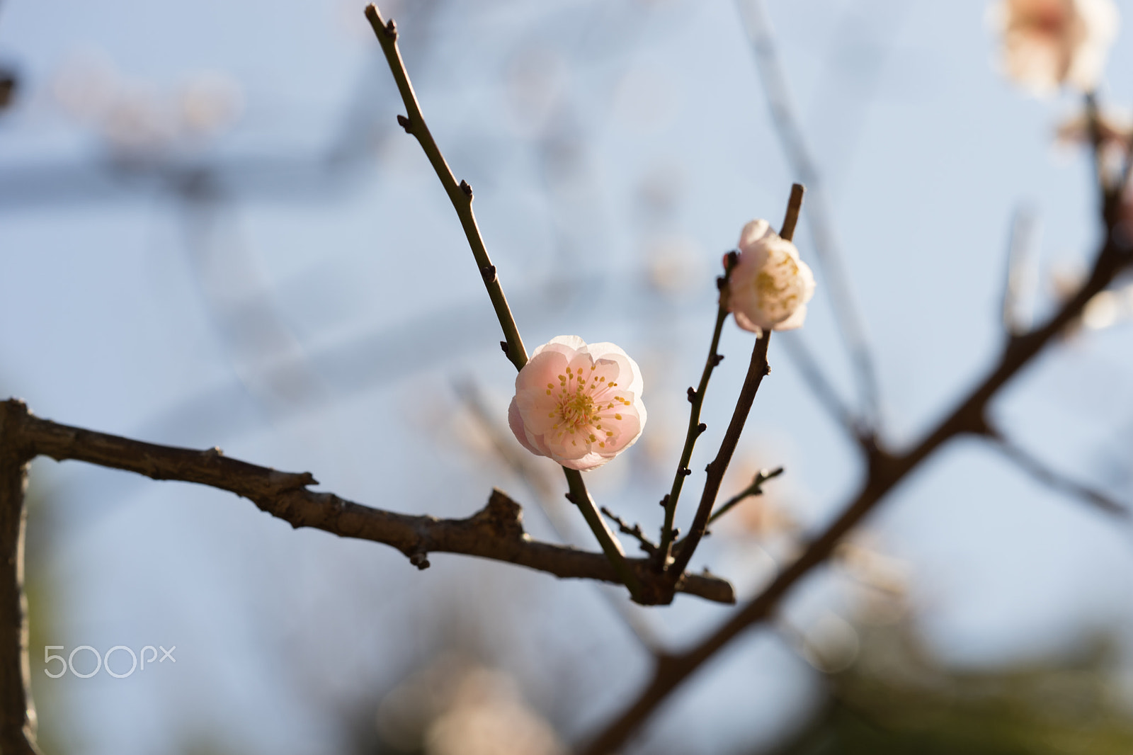 Sony a7 II + Sony FE 90mm F2.8 Macro G OSS sample photo. Dsc00833.arw photography