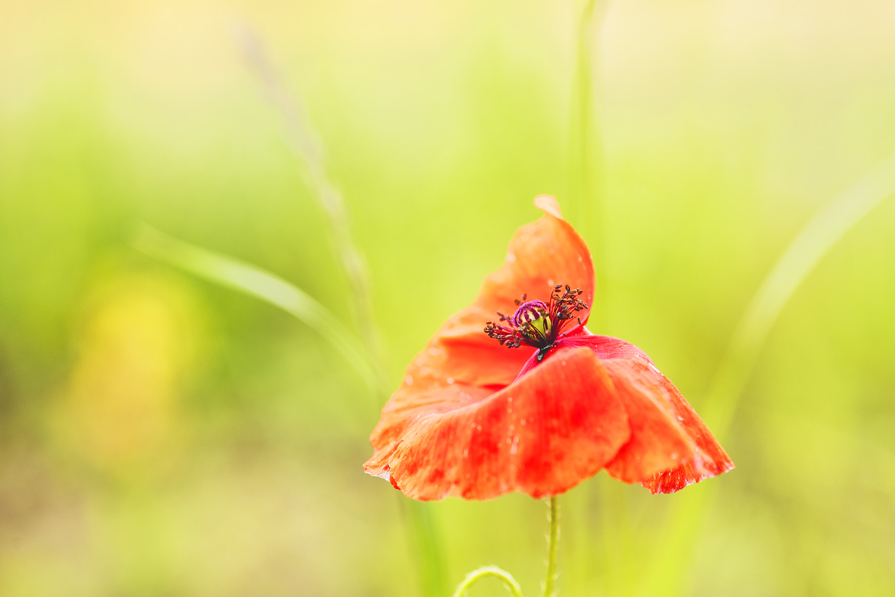 Canon EOS 5D Mark II + Sigma 105mm F2.8 EX DG Macro sample photo. Poppy1 photography