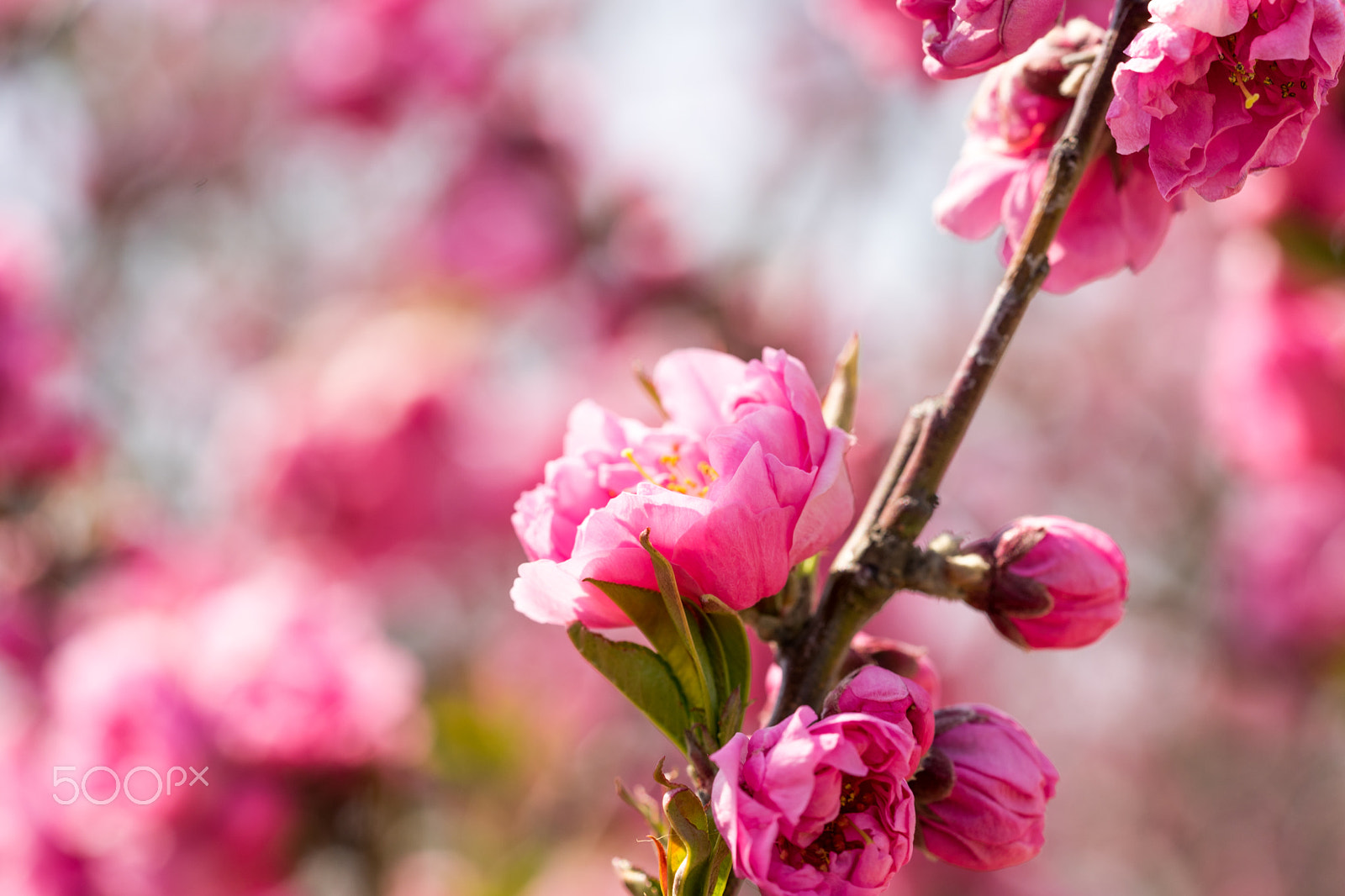 Sony a7 II + Sony FE 90mm F2.8 Macro G OSS sample photo. Dsc01060.arw photography