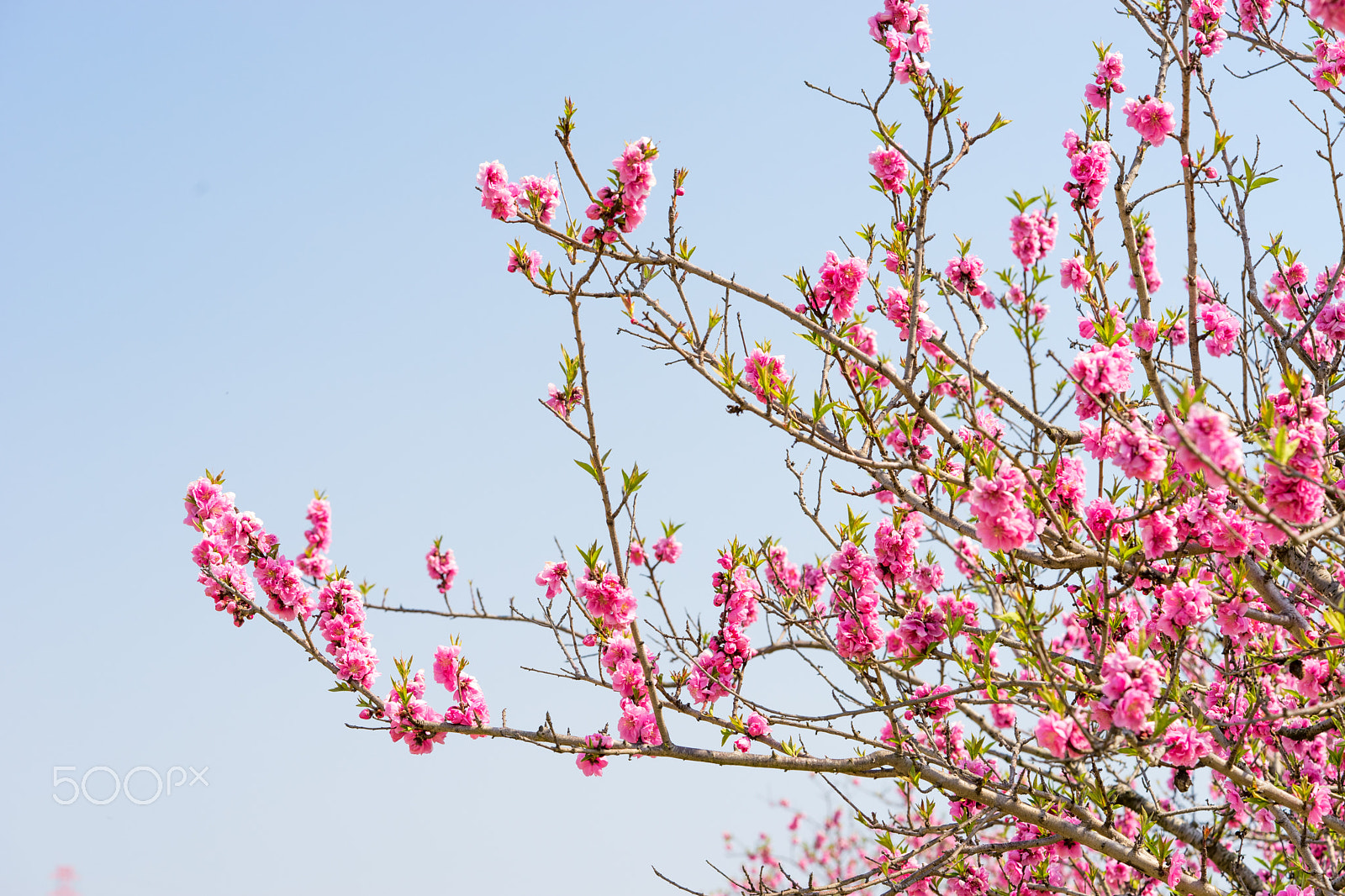 Sony a7 II + Sony FE 90mm F2.8 Macro G OSS sample photo. Dsc01071.arw photography