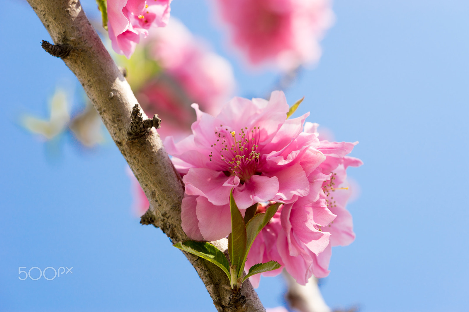 Sony a7 II + Sony FE 90mm F2.8 Macro G OSS sample photo. Dsc01077.arw photography