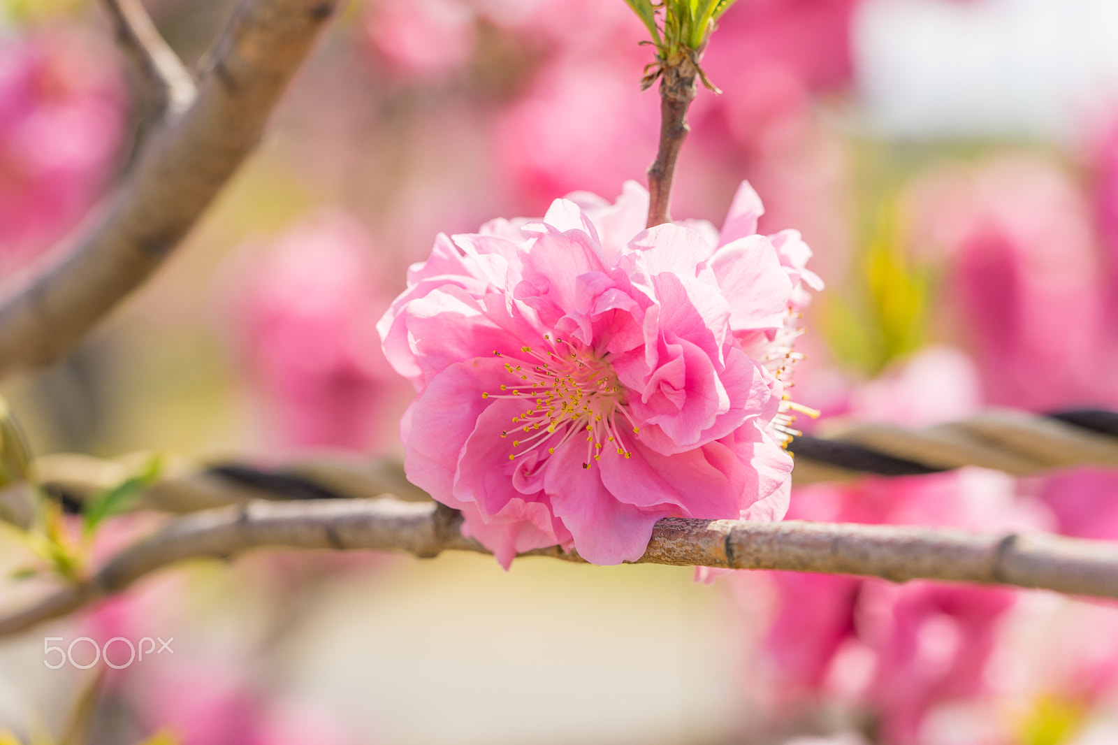 Sony a7 II + Sony FE 90mm F2.8 Macro G OSS sample photo. Dsc01082.arw photography