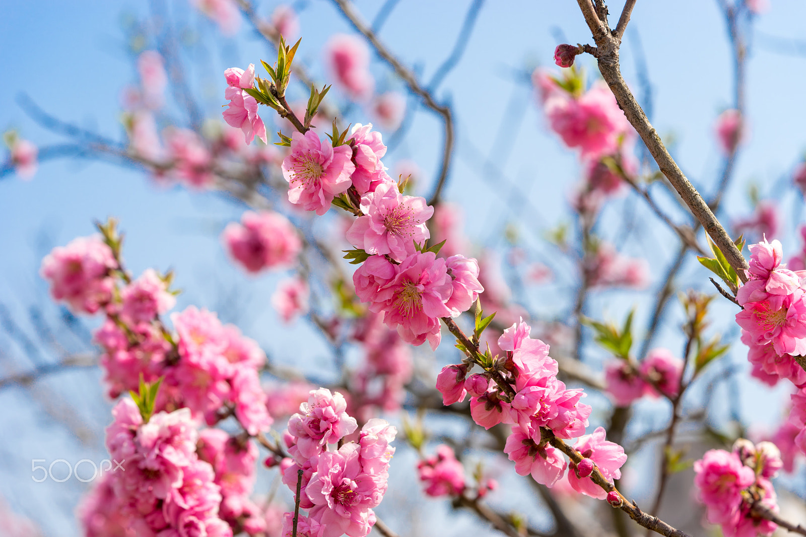 Sony a7 II + Sony FE 90mm F2.8 Macro G OSS sample photo. Dsc01101.arw photography