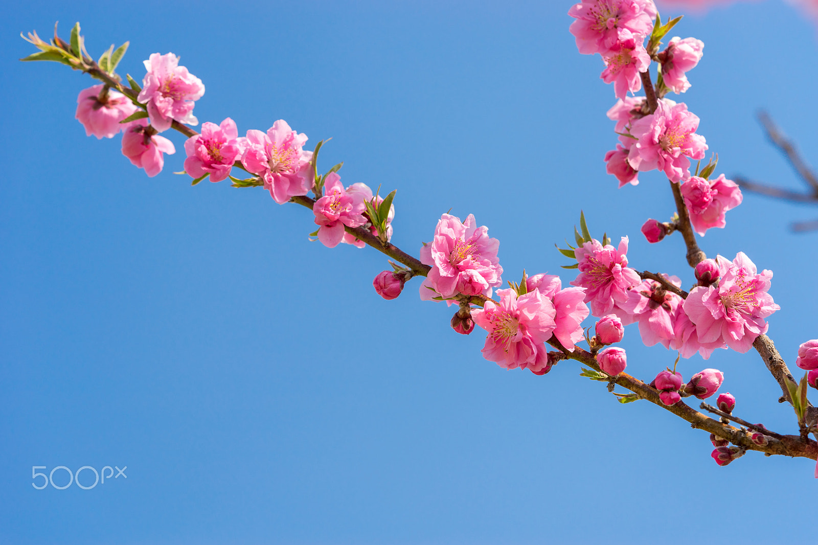 Sony a7 II + Sony FE 90mm F2.8 Macro G OSS sample photo. Dsc01108.arw photography