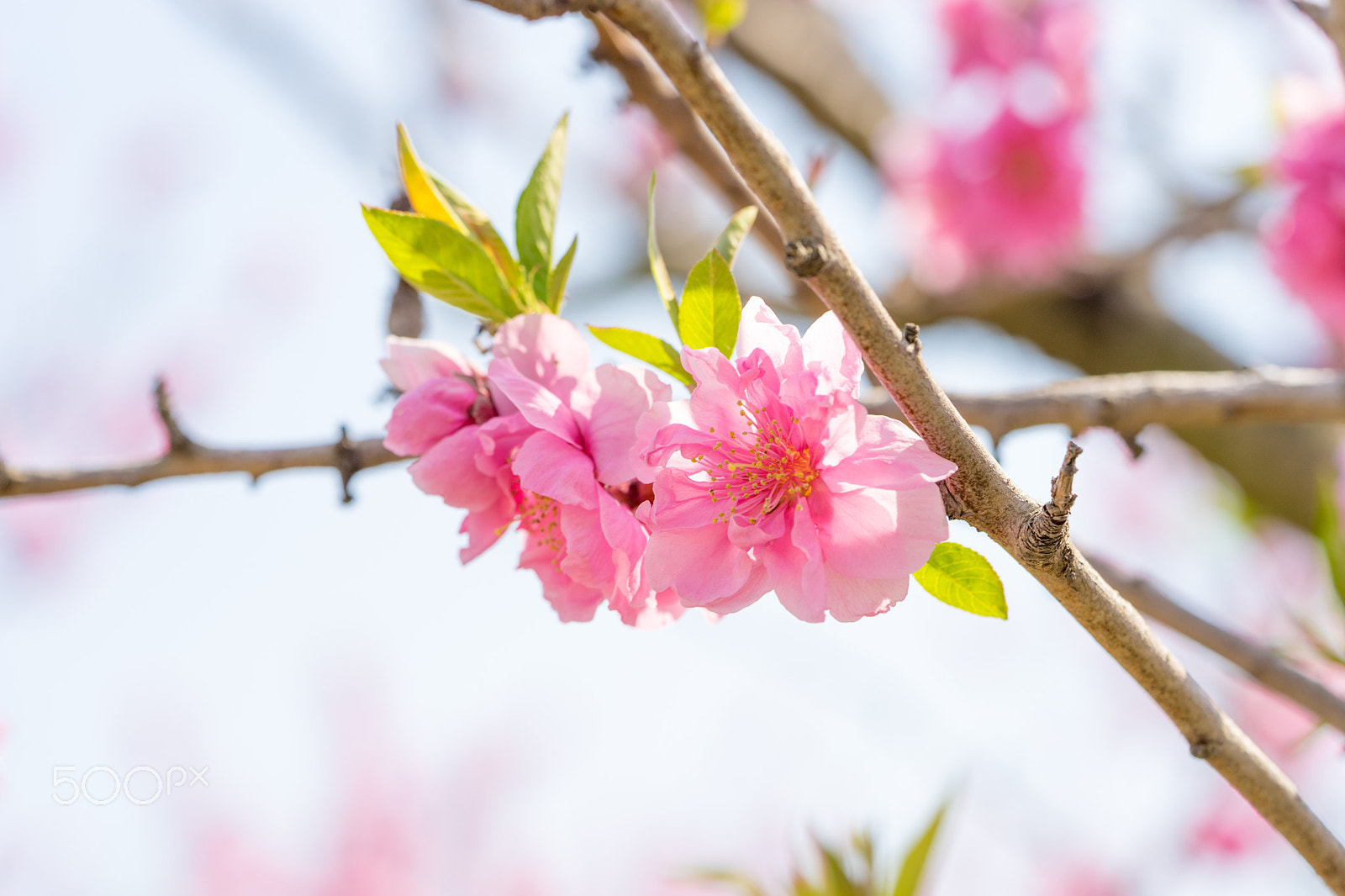 Sony a7 II + Sony FE 90mm F2.8 Macro G OSS sample photo. Dsc01123.arw photography