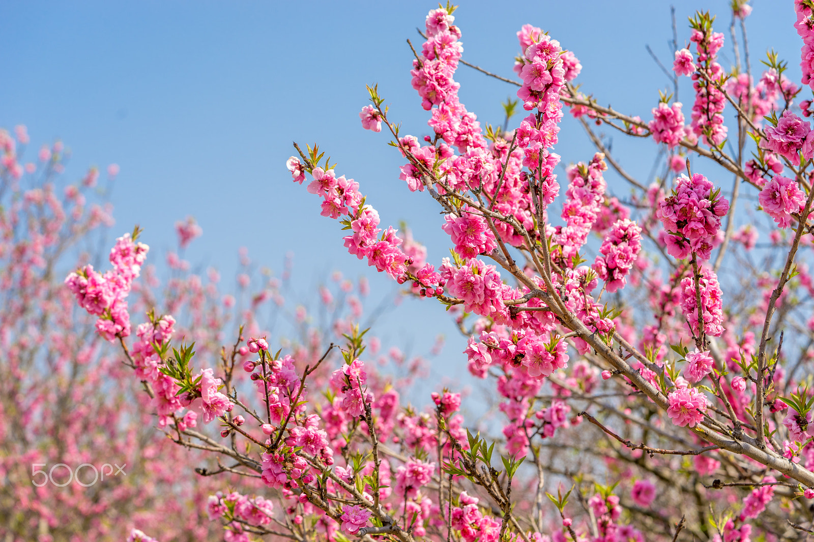 Sony a7 II + Sony FE 90mm F2.8 Macro G OSS sample photo. Dsc01125.arw photography