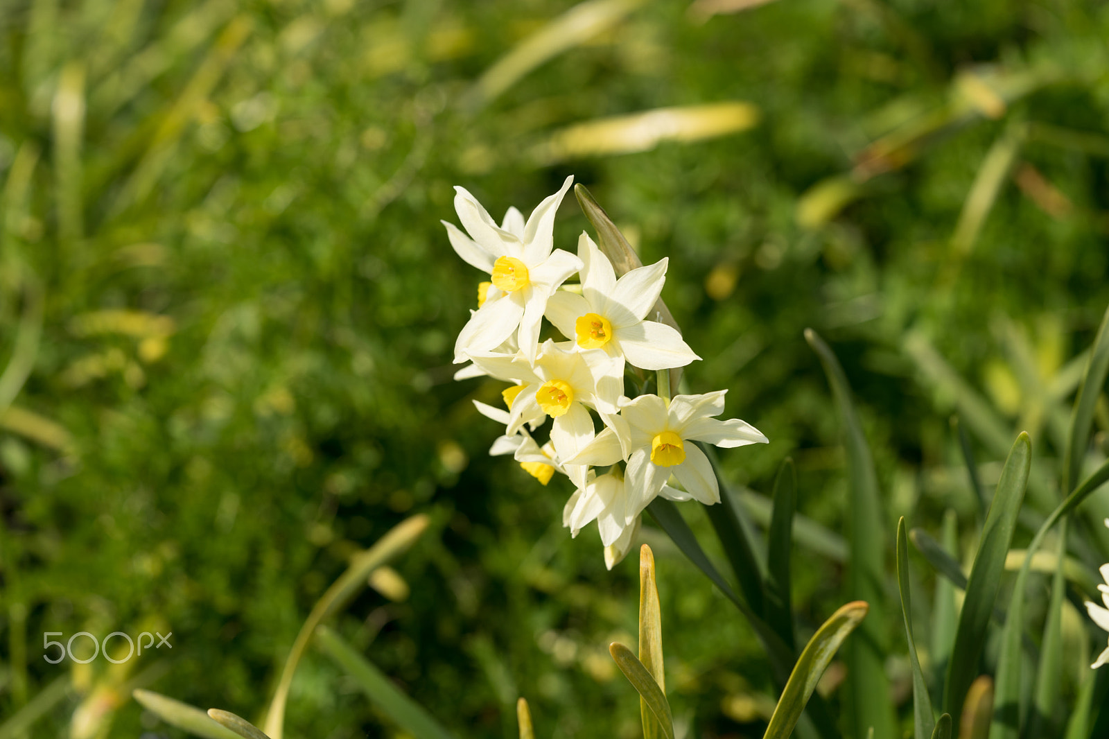 Sony a7 II + Sony FE 90mm F2.8 Macro G OSS sample photo. Dsc01136.arw photography