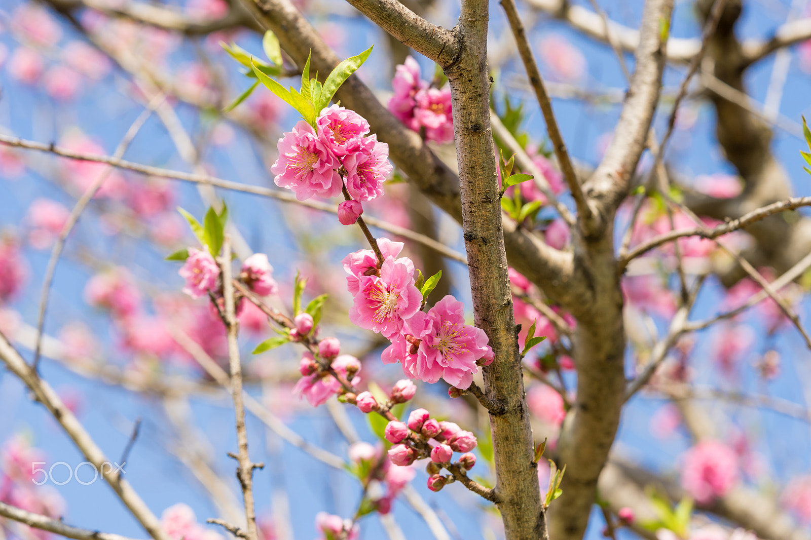 Sony a7 II + Sony FE 90mm F2.8 Macro G OSS sample photo. Dsc01142.arw photography
