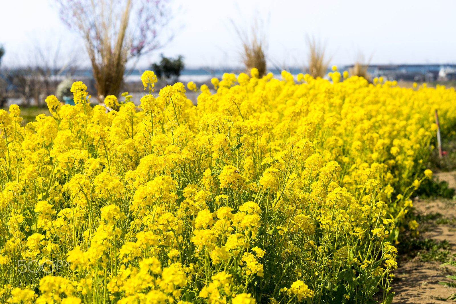 Sony a7 II + Sony FE 90mm F2.8 Macro G OSS sample photo. Dsc01147.arw photography