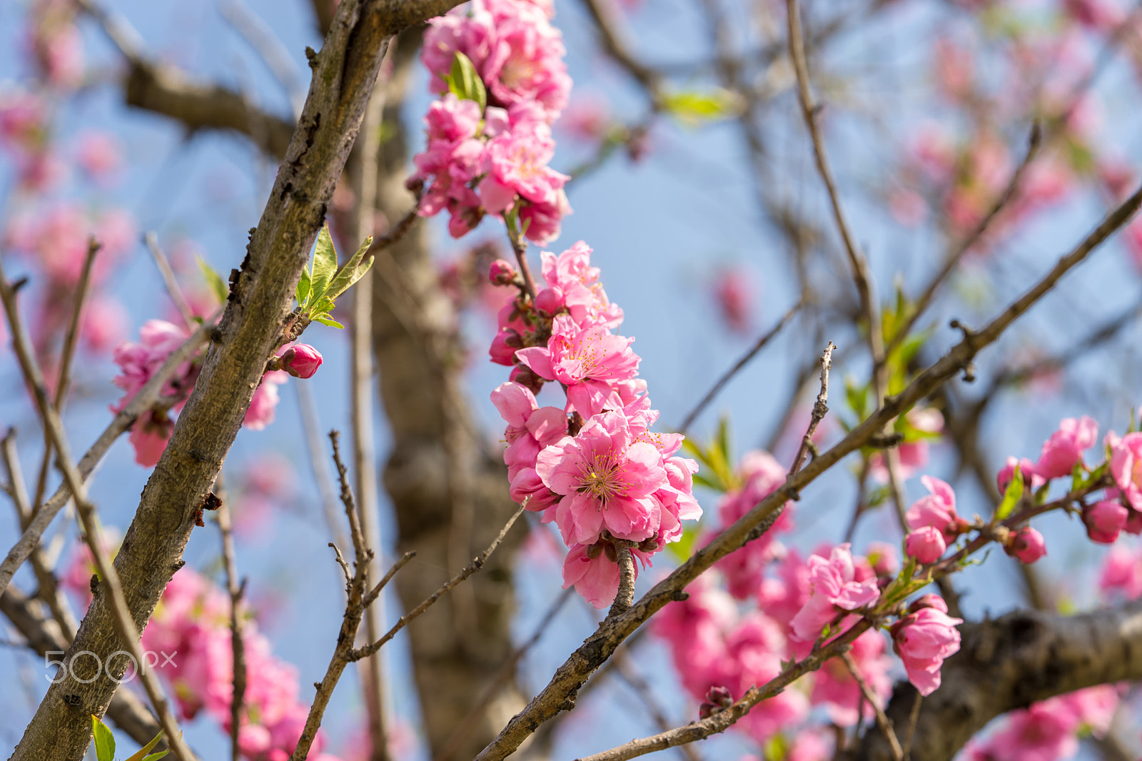Sony a7 II + Sony FE 90mm F2.8 Macro G OSS sample photo. Dsc01148.arw photography