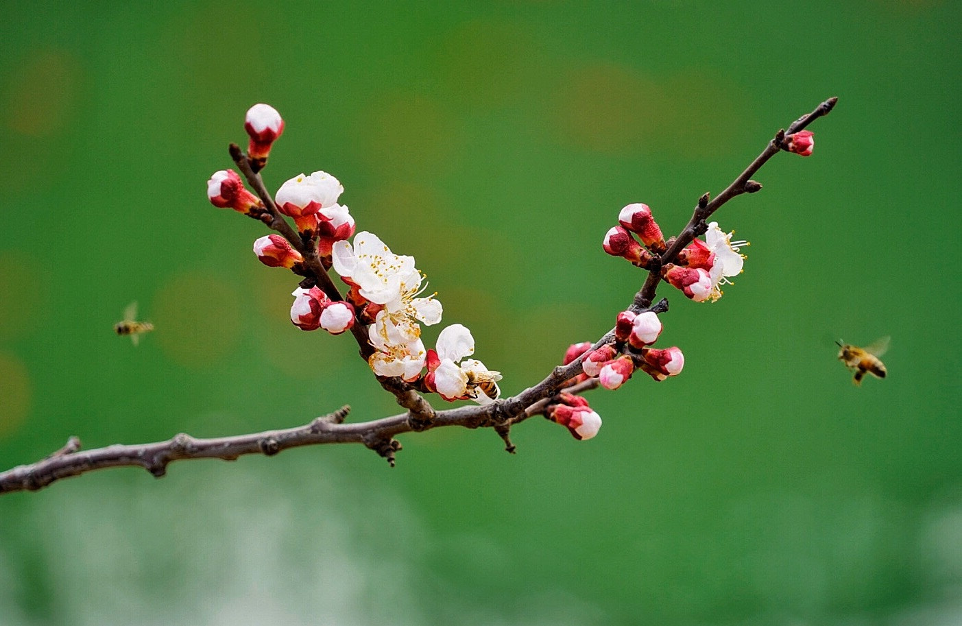 Sony a7R II sample photo. 蜜蜂翩翩采花忙 photography