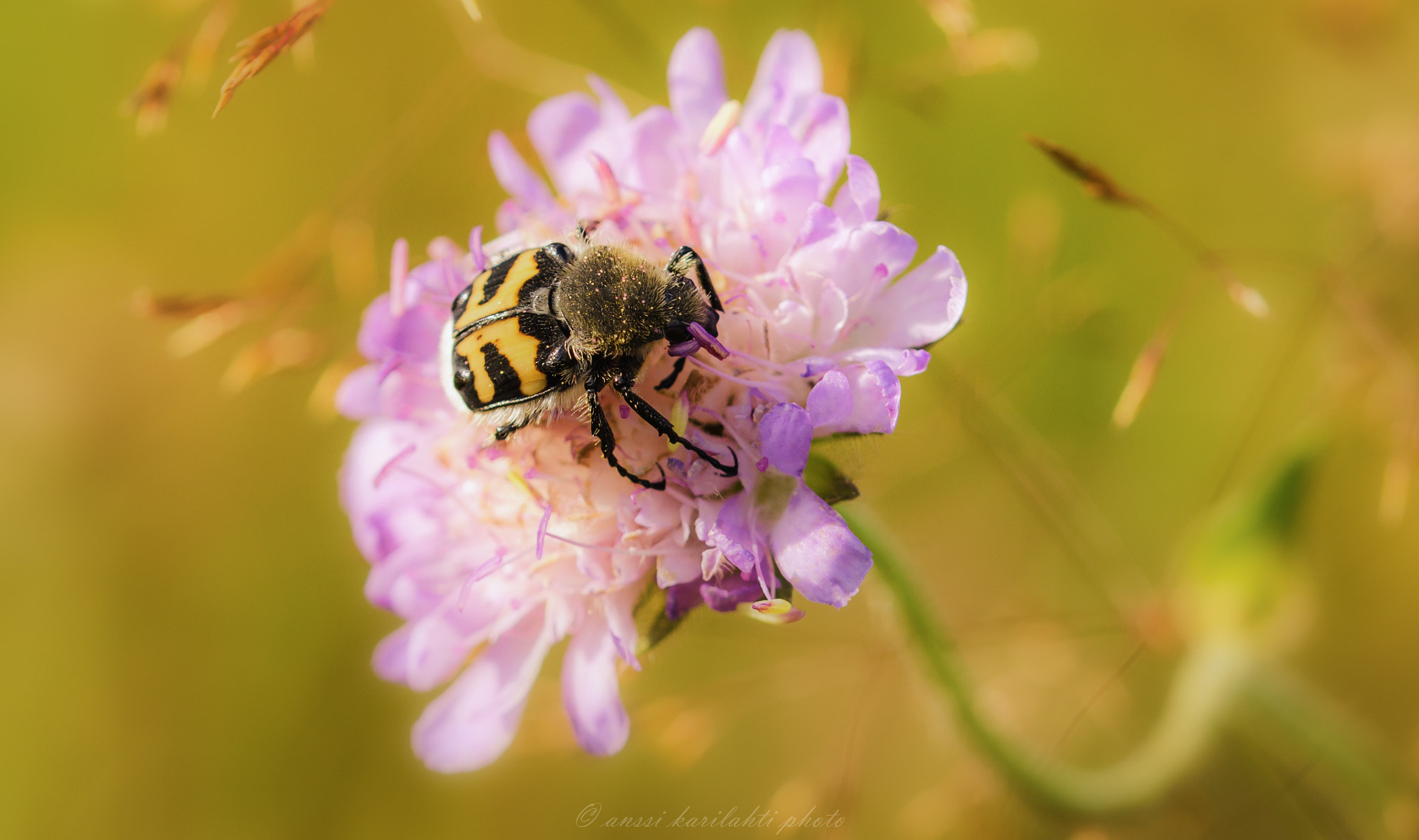 Sigma 105mm F2.8 EX DG OS HSM sample photo. Bug in flower photography