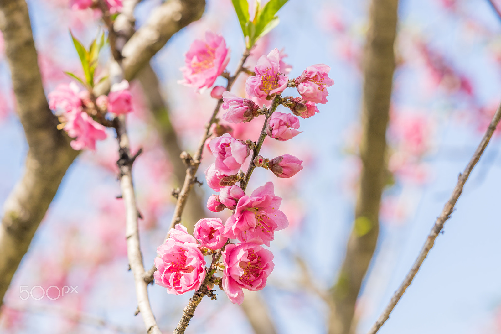 Sony a7 II + Sony FE 90mm F2.8 Macro G OSS sample photo. Dsc01162.arw photography