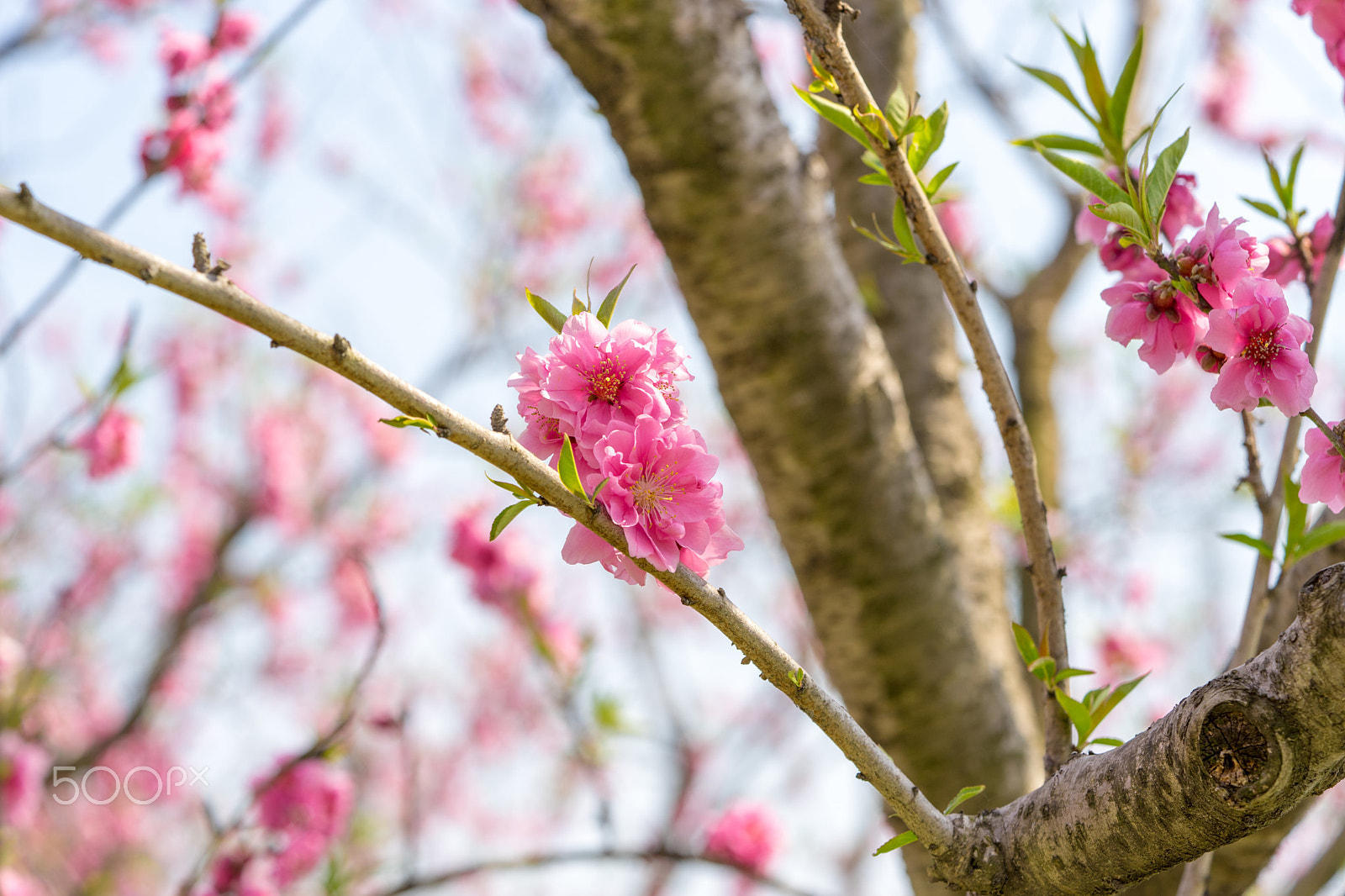 Sony a7 II + Sony FE 90mm F2.8 Macro G OSS sample photo. Dsc01165.arw photography