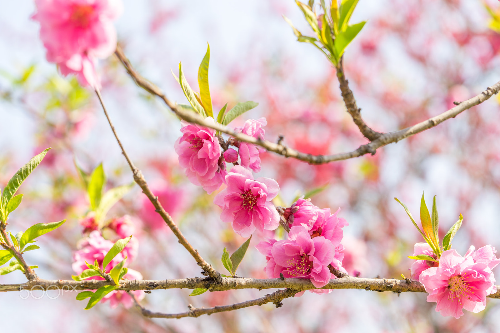 Sony a7 II + Sony FE 90mm F2.8 Macro G OSS sample photo. Dsc01170.arw photography