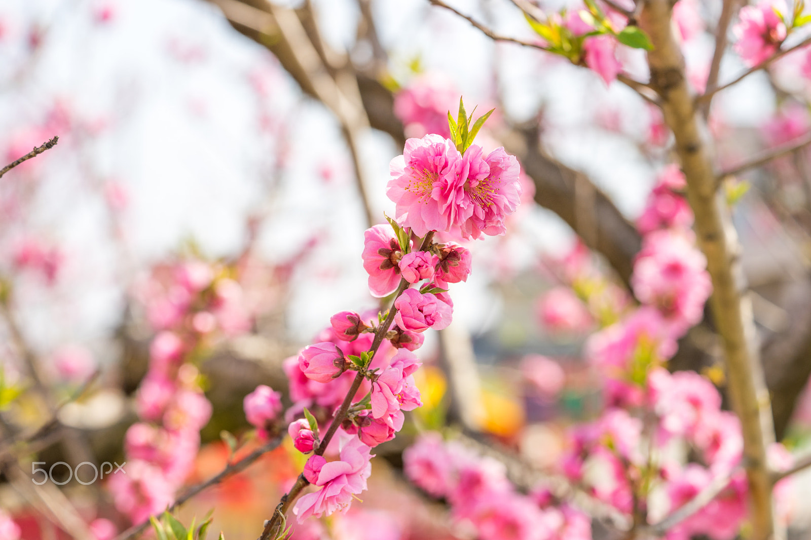 Sony a7 II + Sony FE 90mm F2.8 Macro G OSS sample photo. Dsc01181.arw photography