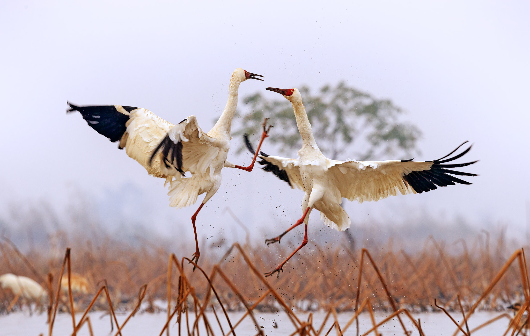 Canon EOS-1D X Mark II + Canon EF 600mm F4L IS II USM sample photo