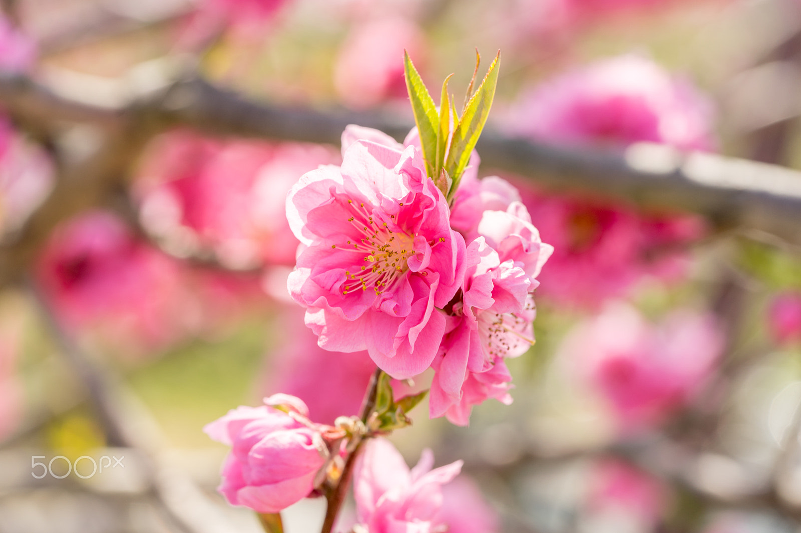 Sony a7 II + Sony FE 90mm F2.8 Macro G OSS sample photo. Dsc01198.arw photography