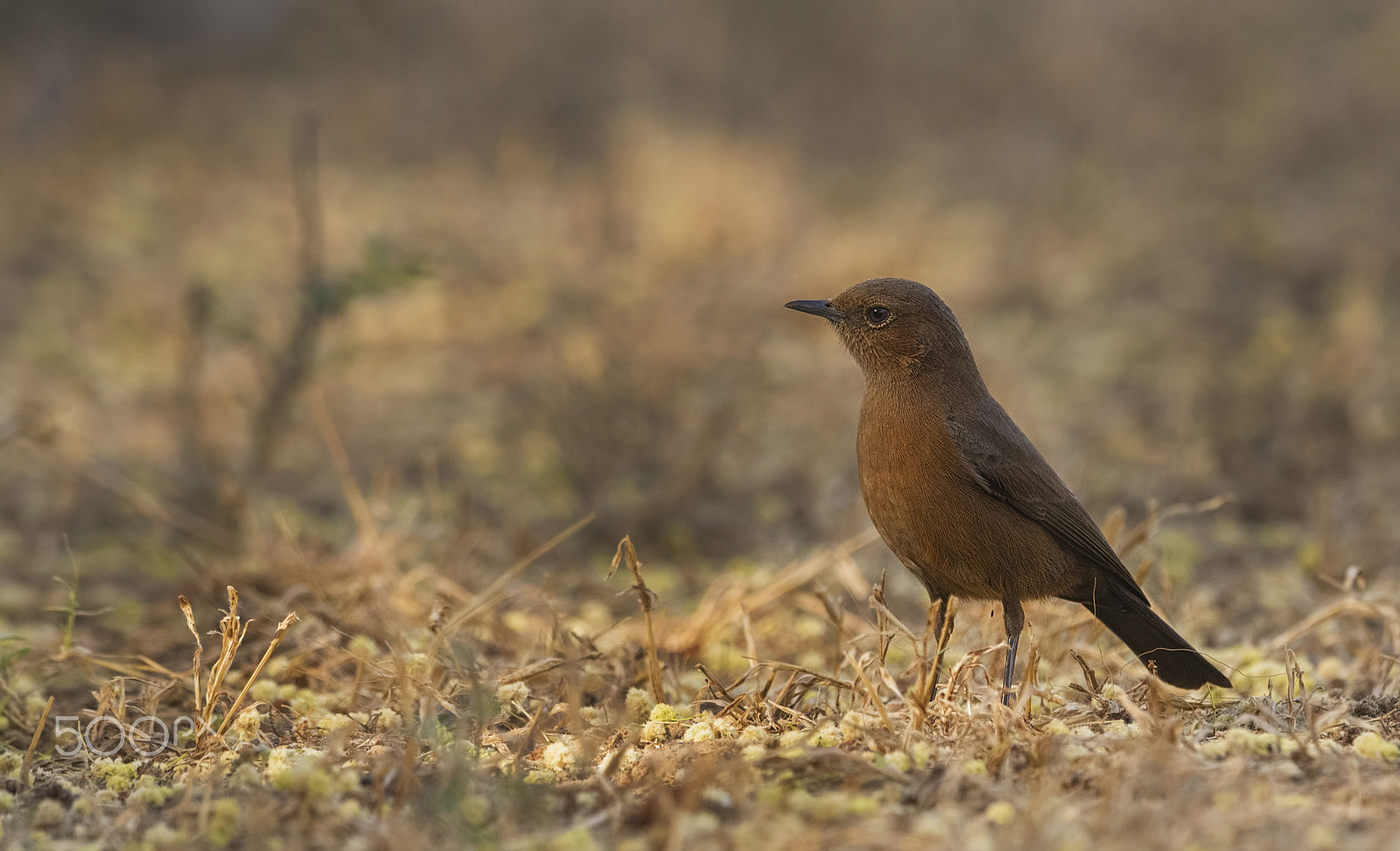 Nikon D750 + Nikon AF-S Nikkor 500mm F4G ED VR sample photo. Brown rock chat photography