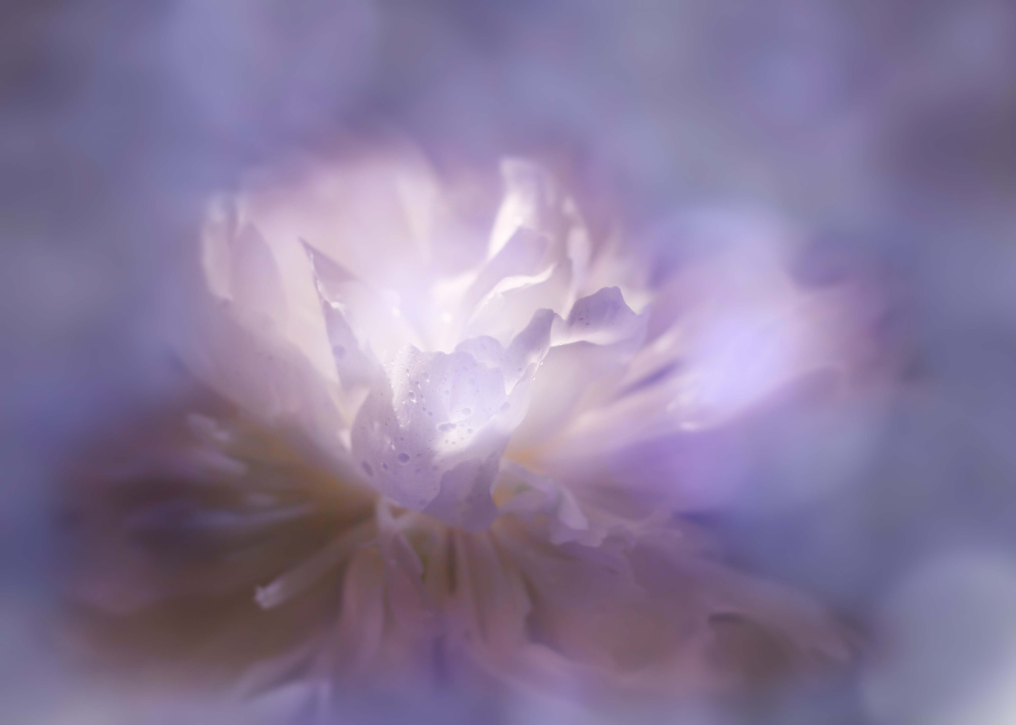 Canon EOS 7D + Canon EF 50mm F1.8 STM sample photo. In my dreams... photography